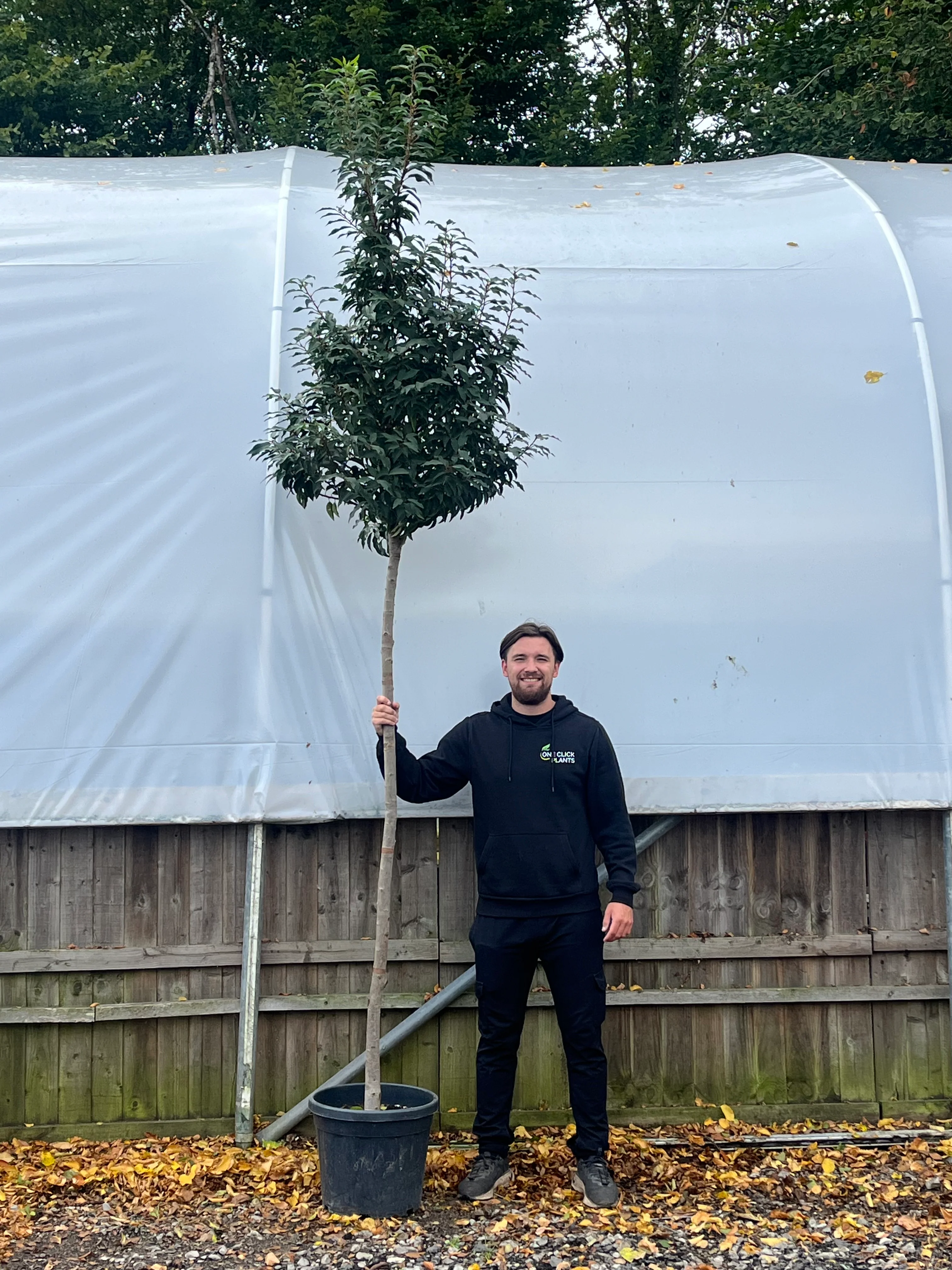 Standard Portuguese Laurel Tree 3m (stem 1.8m + head)