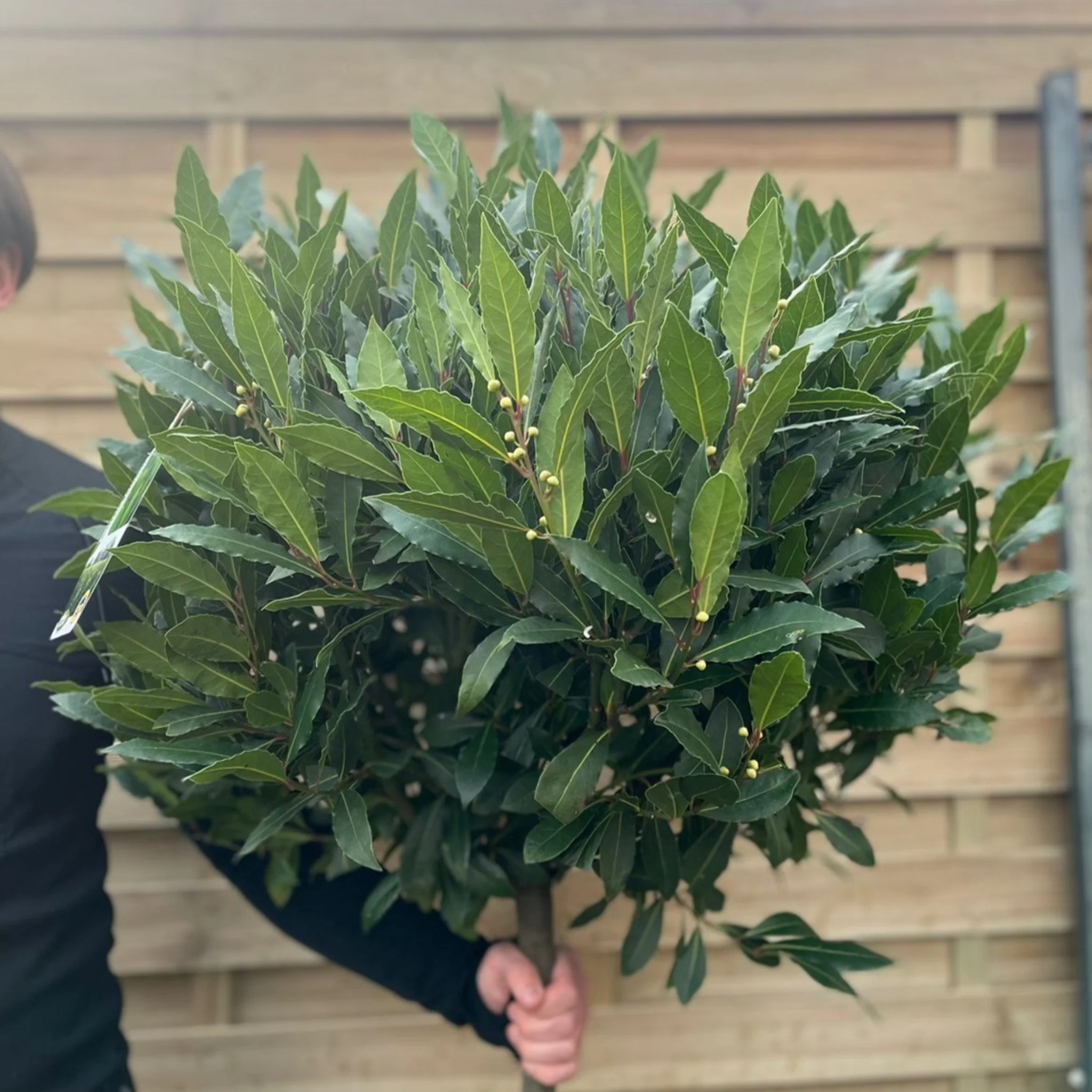 3/4 Standard Bay Tree | Laurus nobilis |160-170cm - Image 2