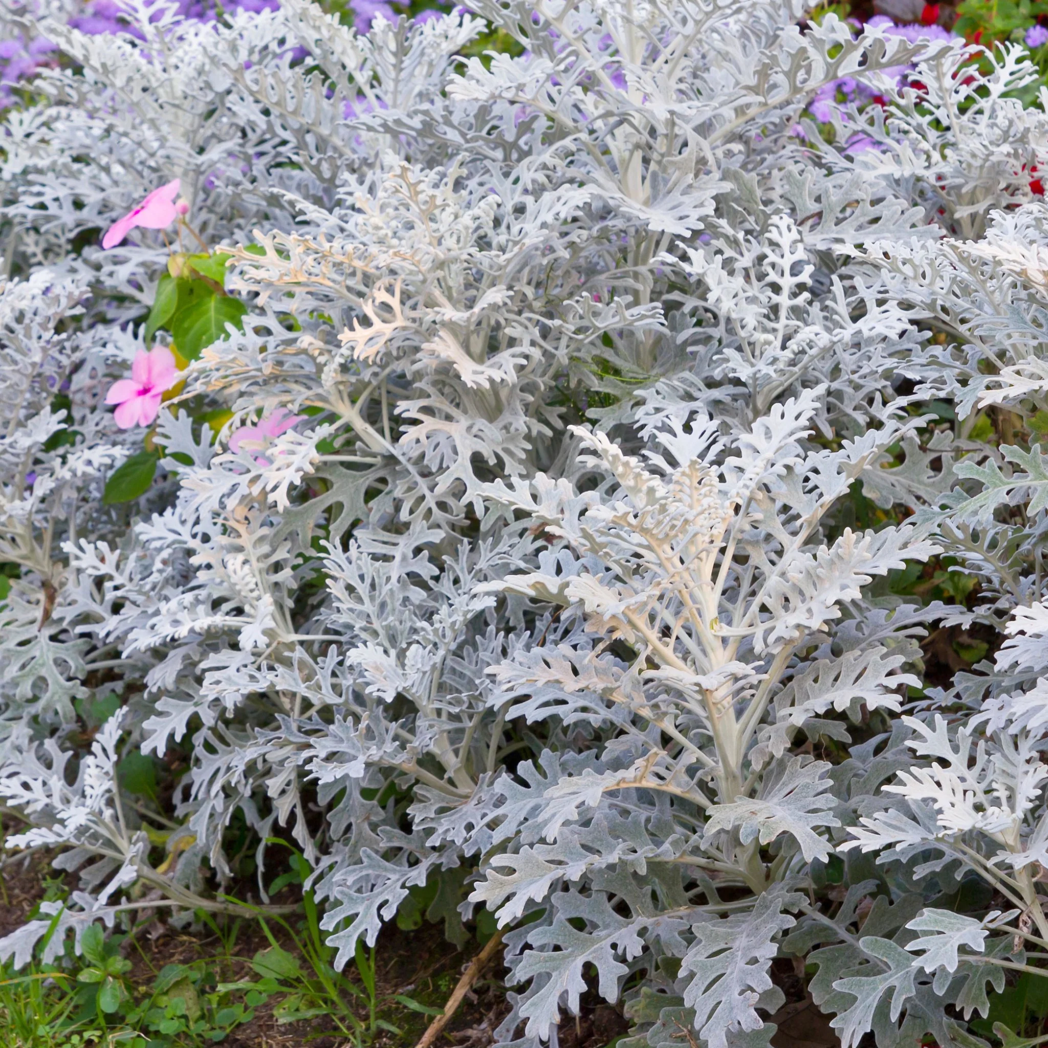 3 x Cineraria 'Silver Dust' (9cm Pots) - Image 2