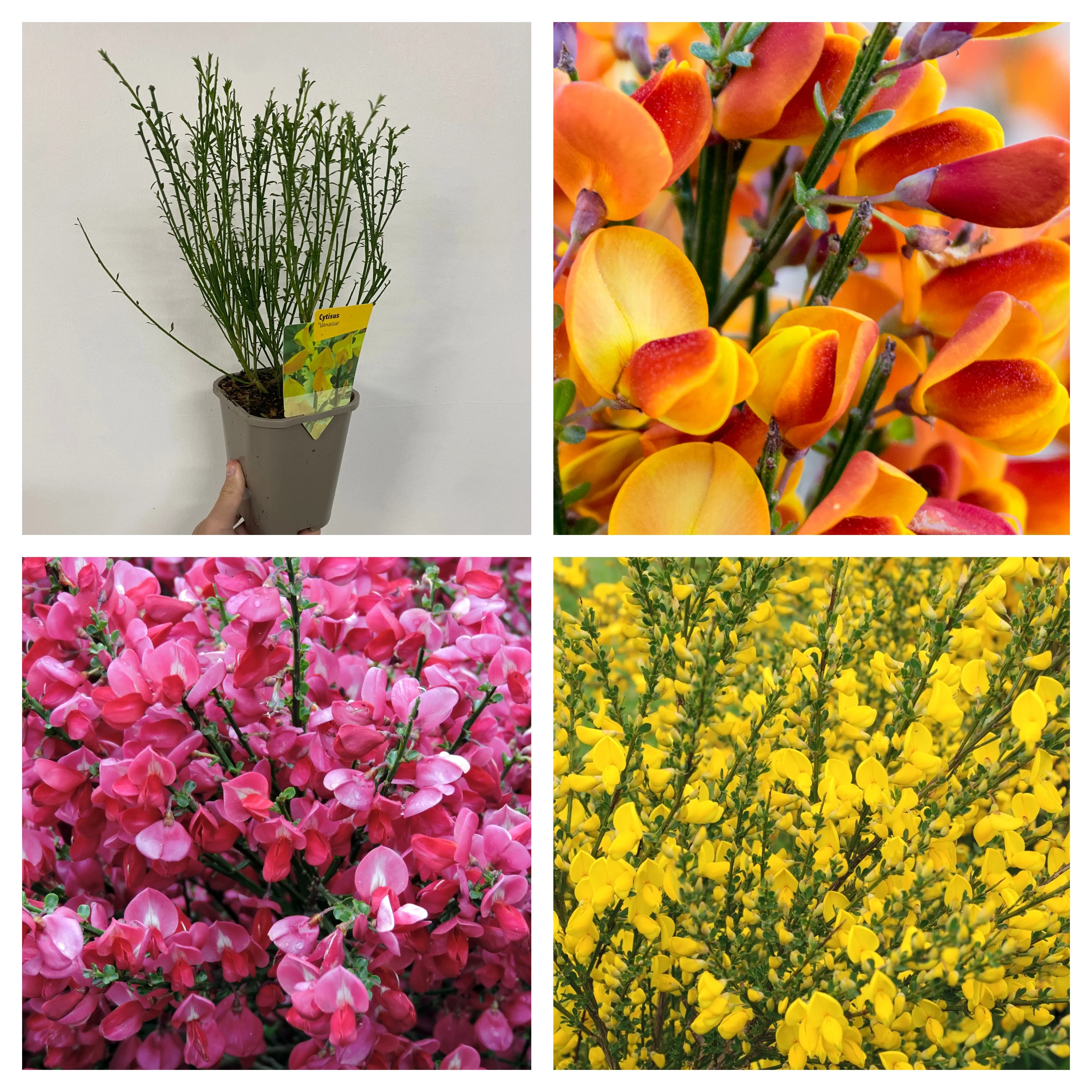 3 x Cytisus 2L