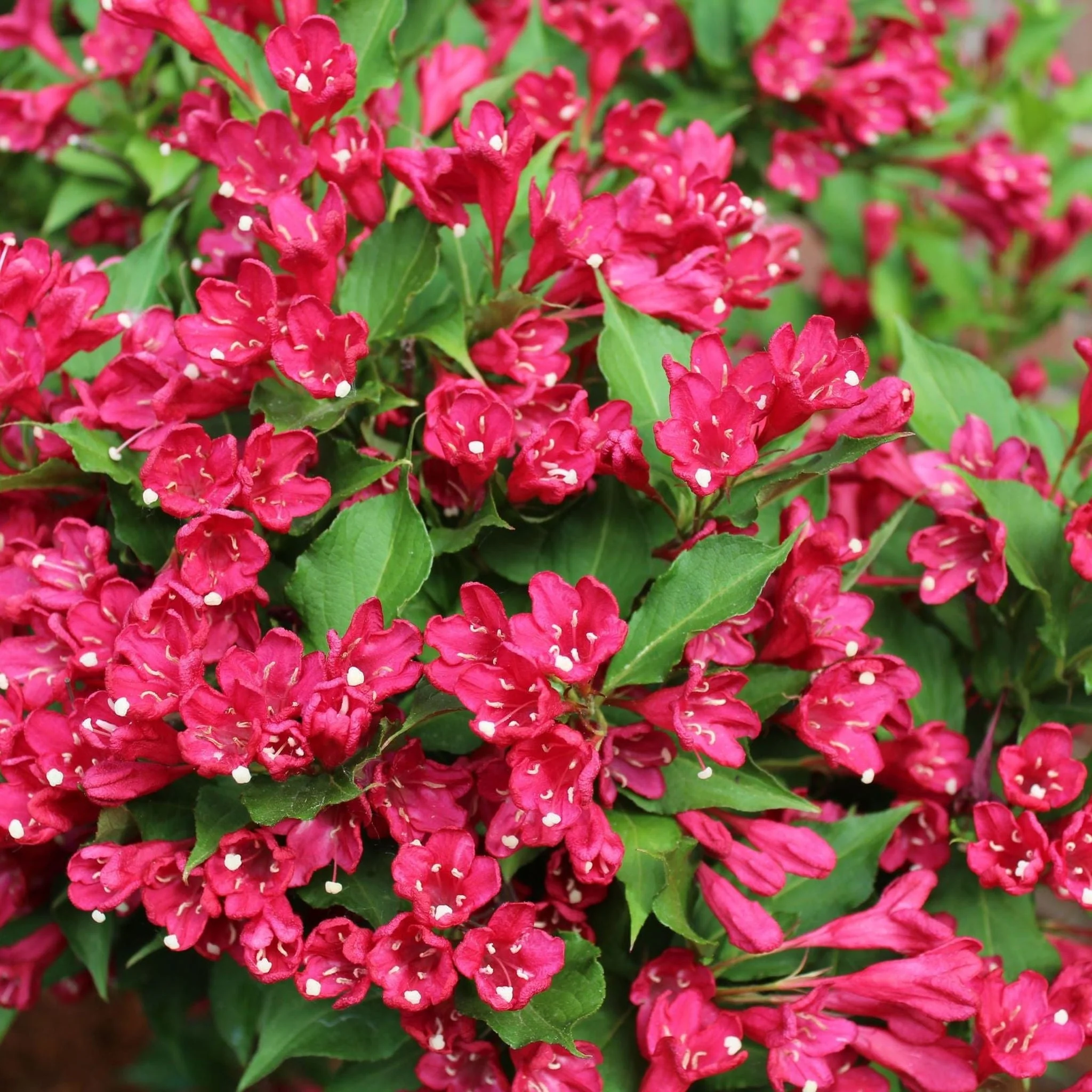 3 x Mixed Weigela 9cm - Image 2