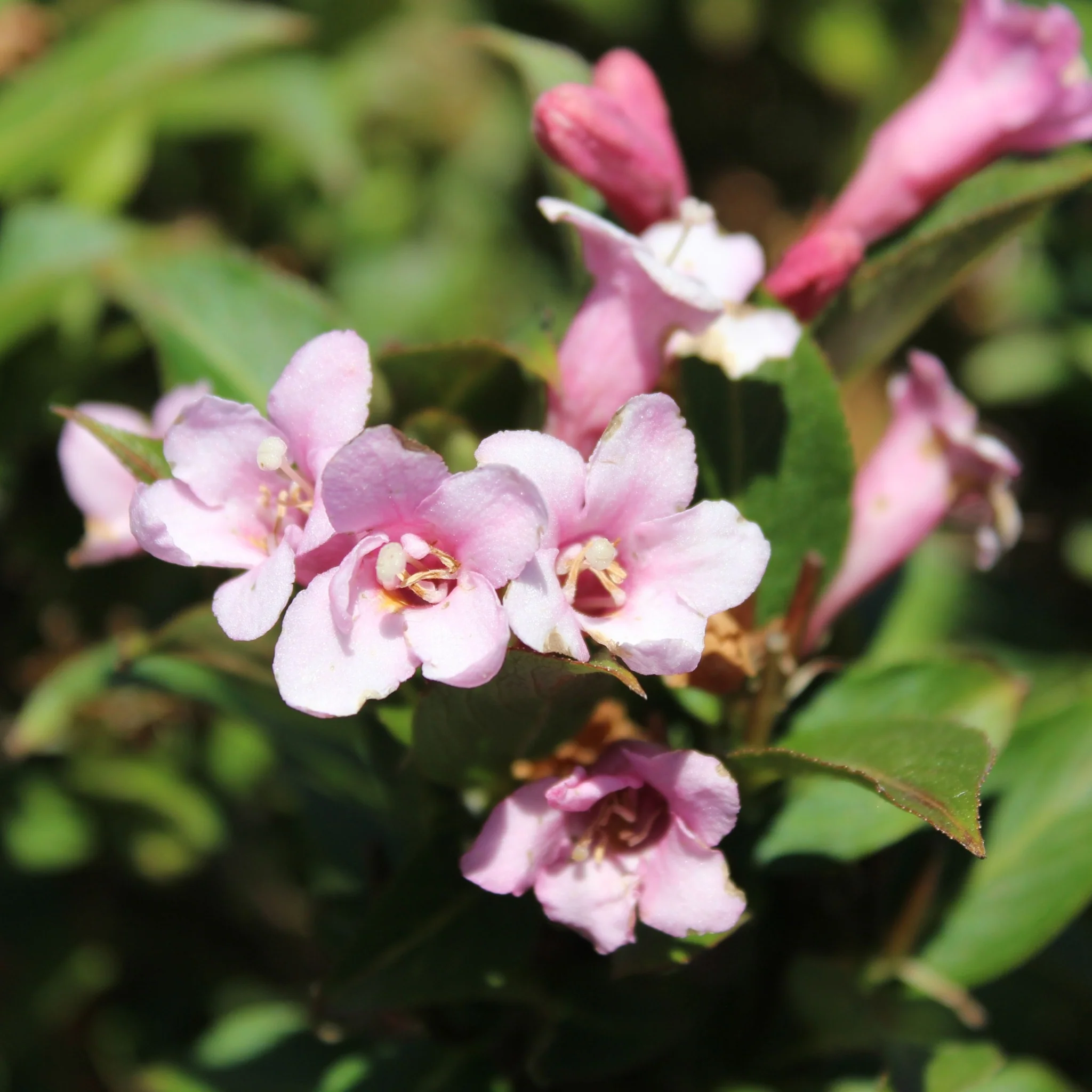 3 x Mixed Weigela 9cm - Image 3
