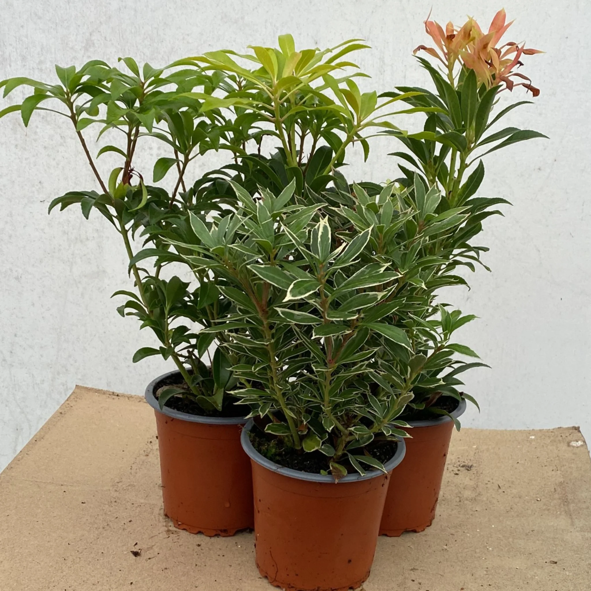 3 x Pieris (3 x 9cm Pots) - Image 2