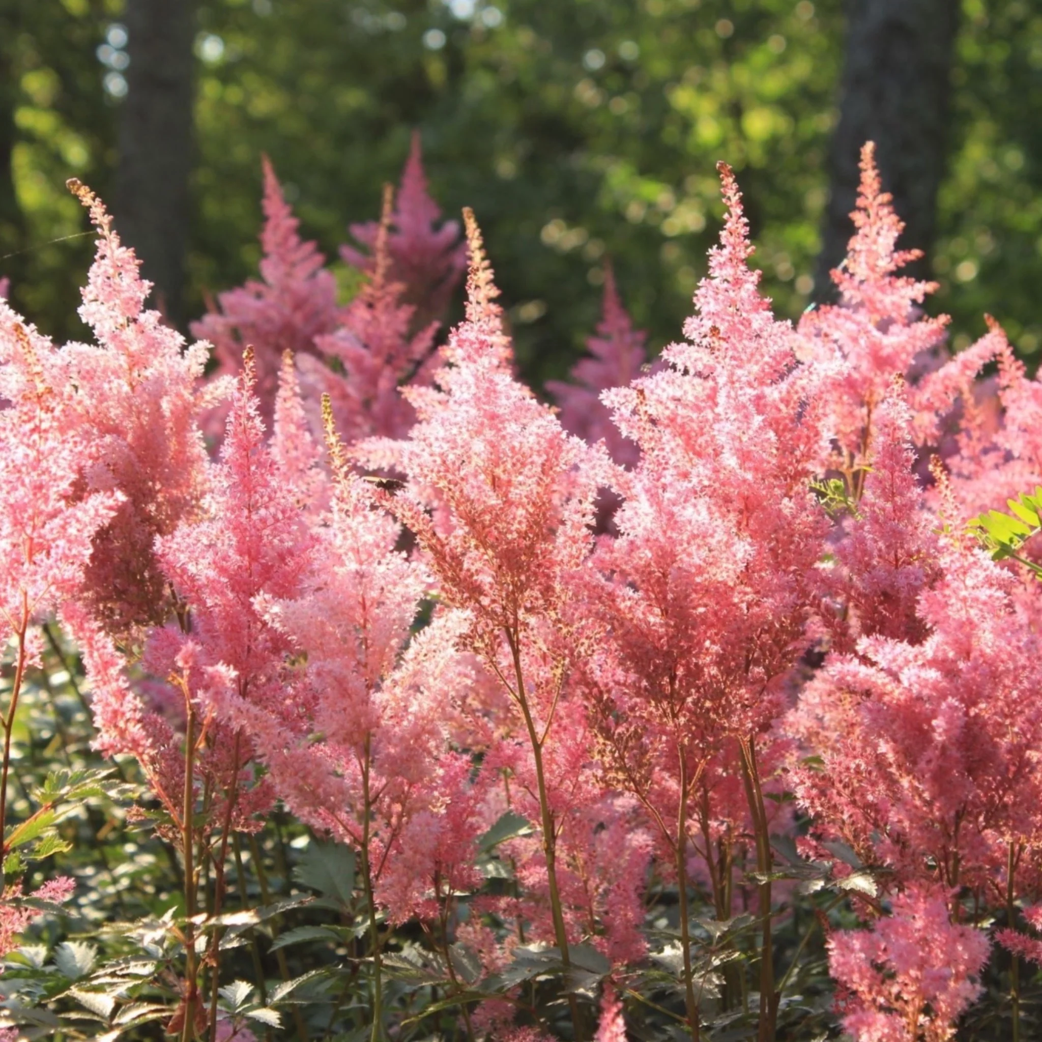 5 Perennials for a Shady Site - Image 3
