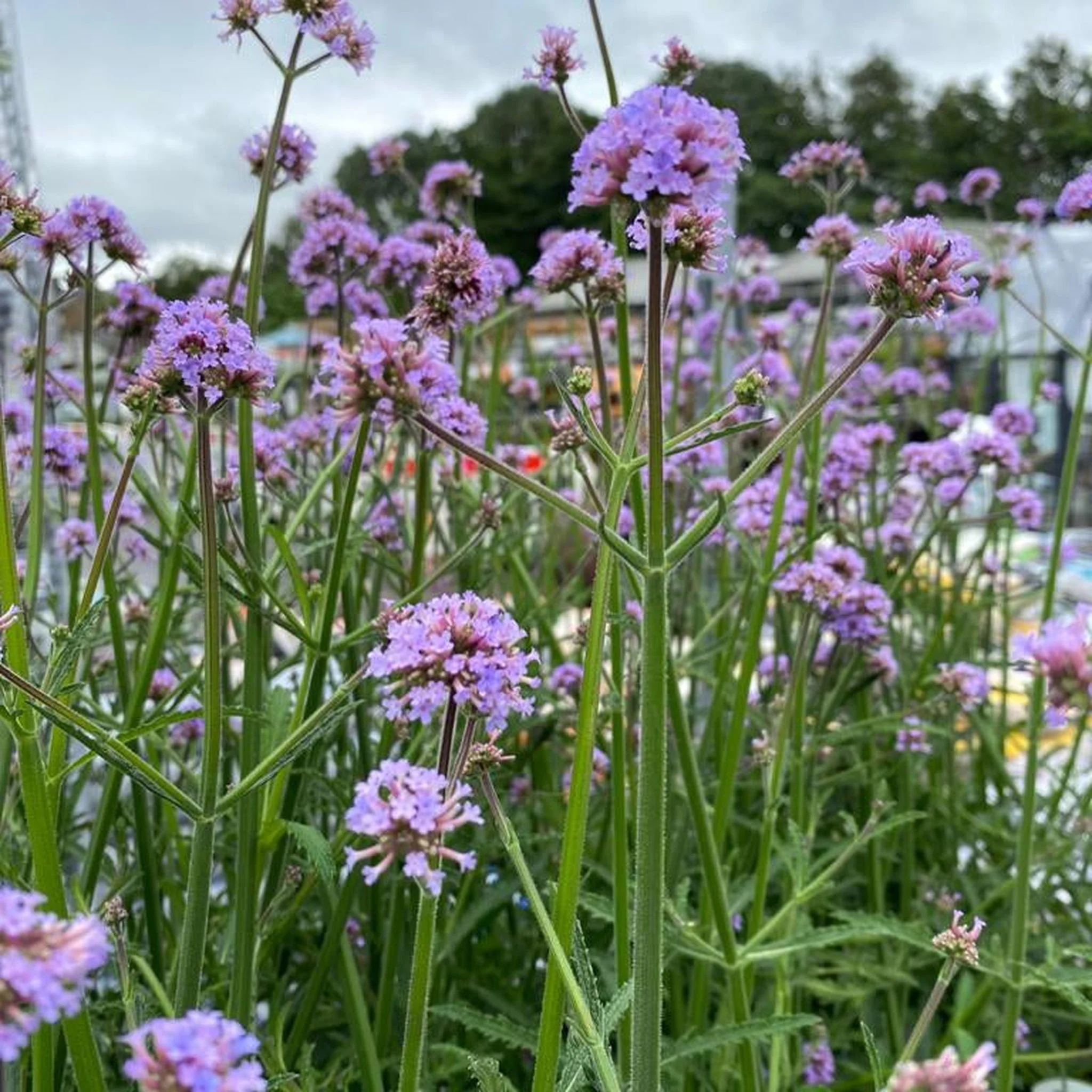 Verbena bonariensis 9cm - Image 3