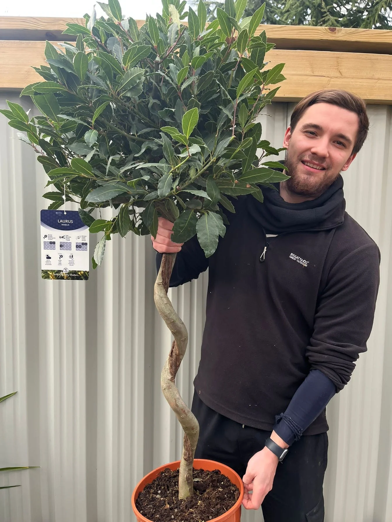 4ft / 5ft Spiral Stem Standard Bay Tree | Laurus nobilis | 110-120cm, 130-150cm - Image 2