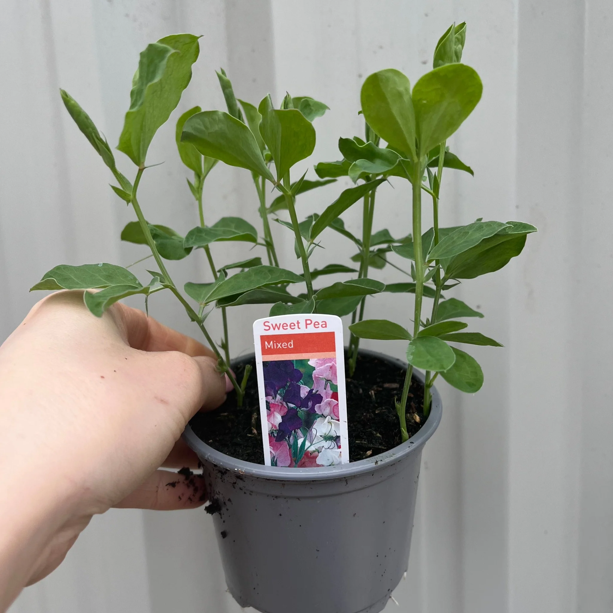 3 x 9cm Pots of Mixed Sweet Peas - Image 2