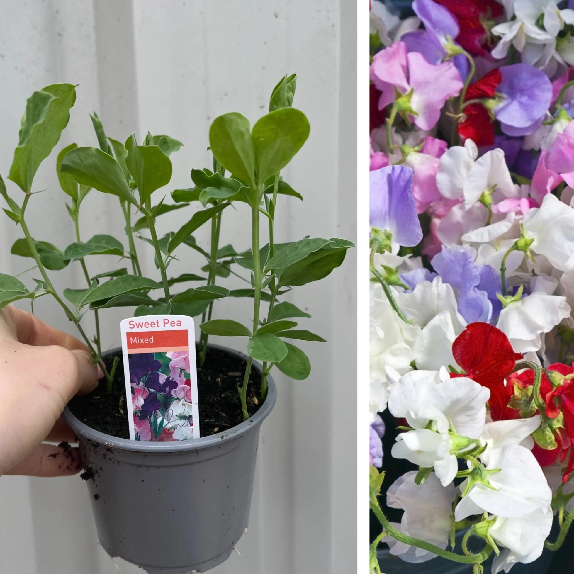 3 x 9cm Pots of Mixed Sweet Peas - Image 3