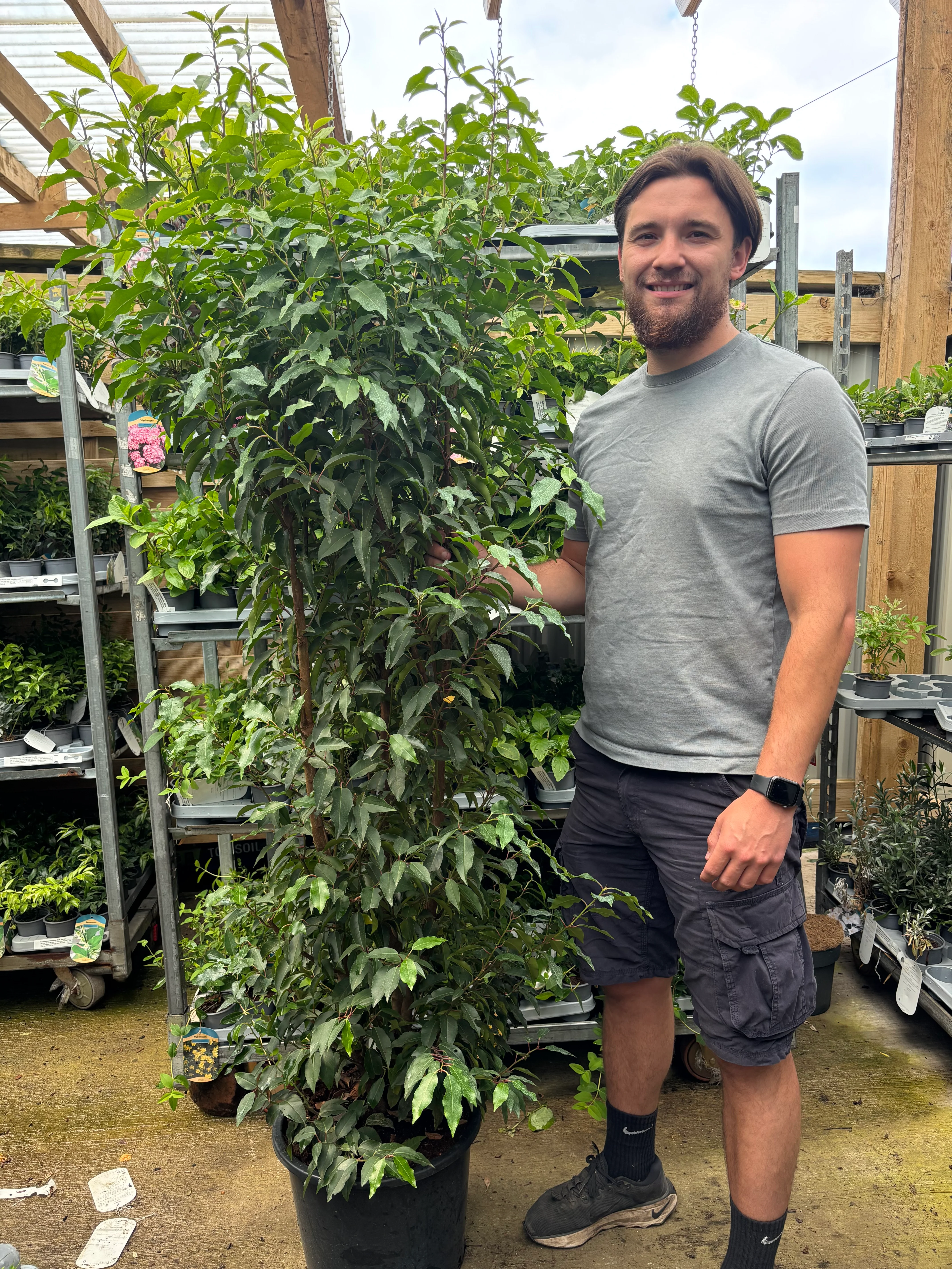 6ft Portuguese Laurel | Prunus lauroceras 'Angustifolia' 20L 180-200cm - Image 2