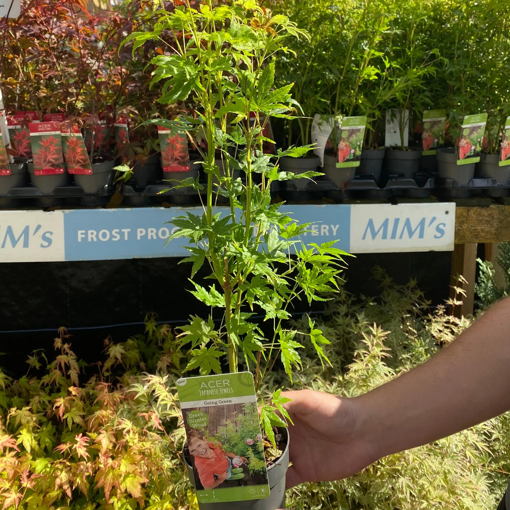 Acer palmatum 'Going Green' 10.5cm/2L/3L/45L - Image 3