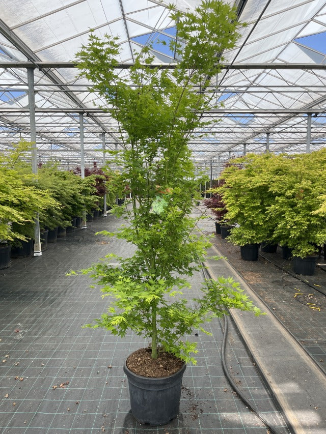 Acer palmatum 'Going Green' 10.5cm/2L/3L/45L - Image 5