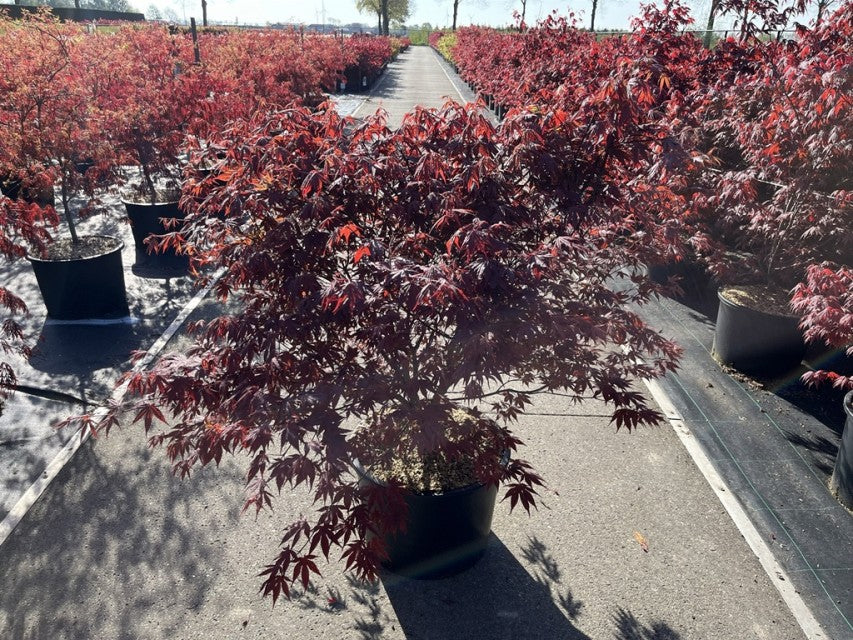 Acer palmatum 'Atropurpureum' 10.5cm-130L - Image 10