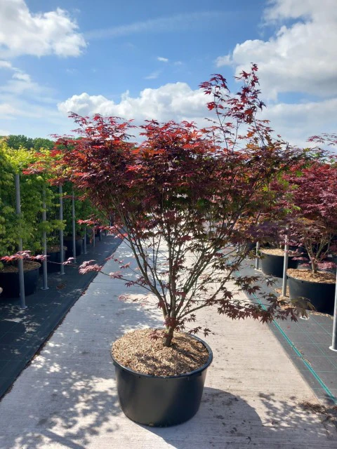 Acer palmatum 'Atropurpureum' 10.5cm-130L - Image 11