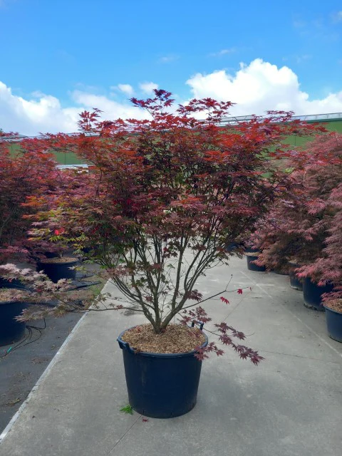 Acer palmatum 'Atropurpureum' 10.5cm-130L - Image 12