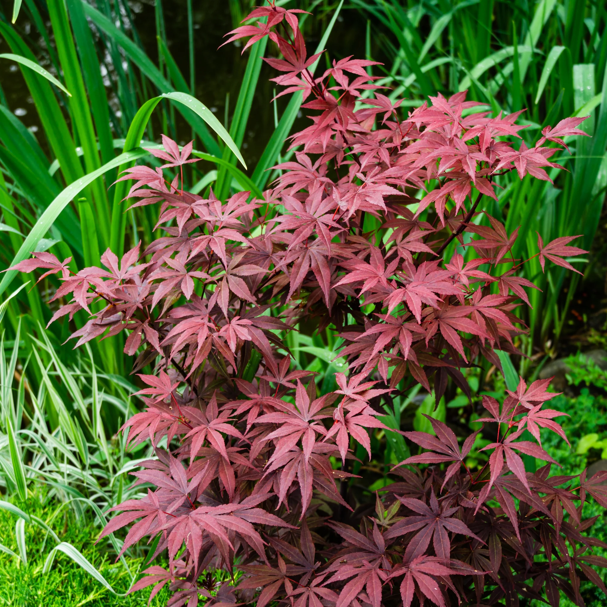 Acer palmatum 'Atropurpureum' 10.5cm-130L - Image 5