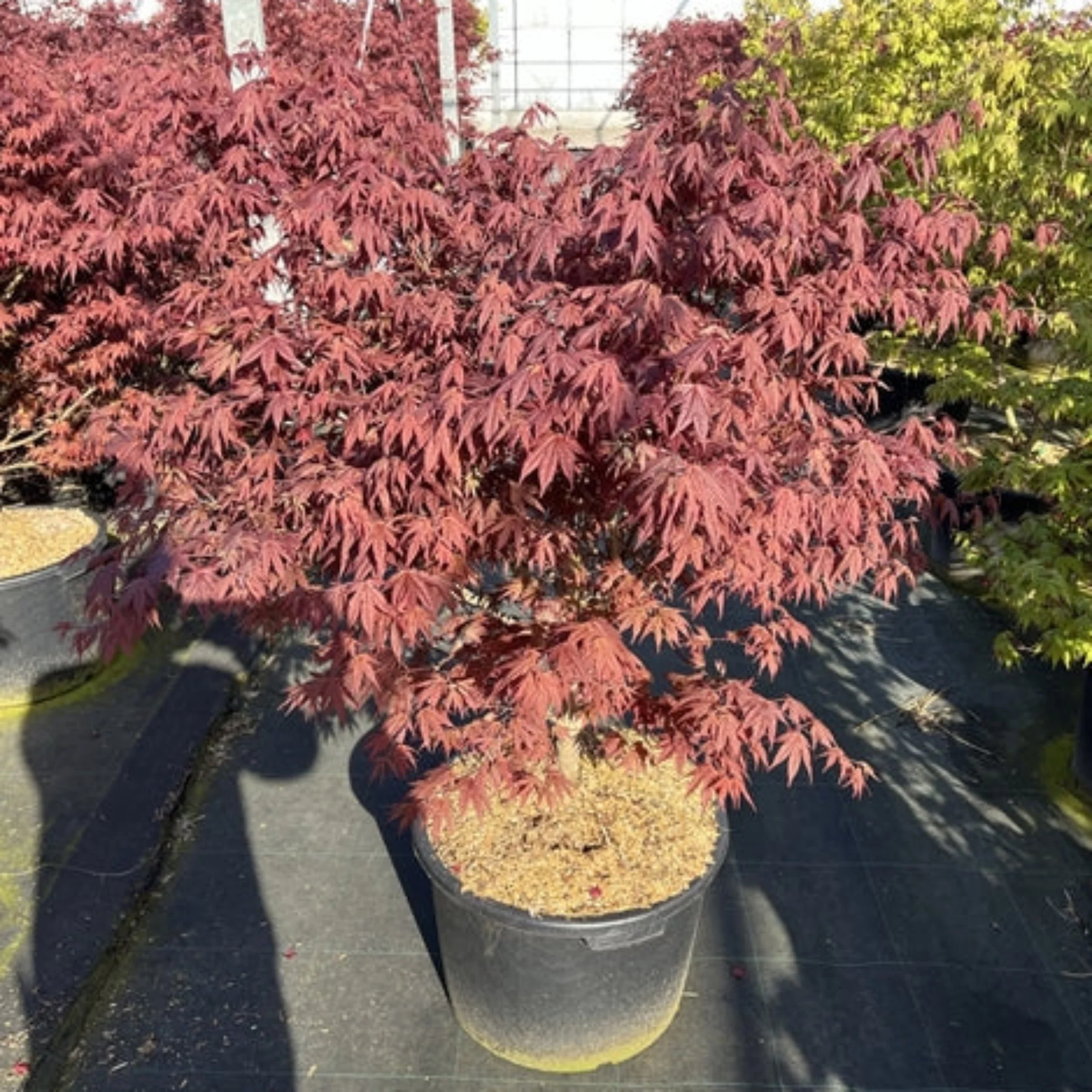 Acer palmatum 'Atropurpureum' 10.5cm-130L - Image 7