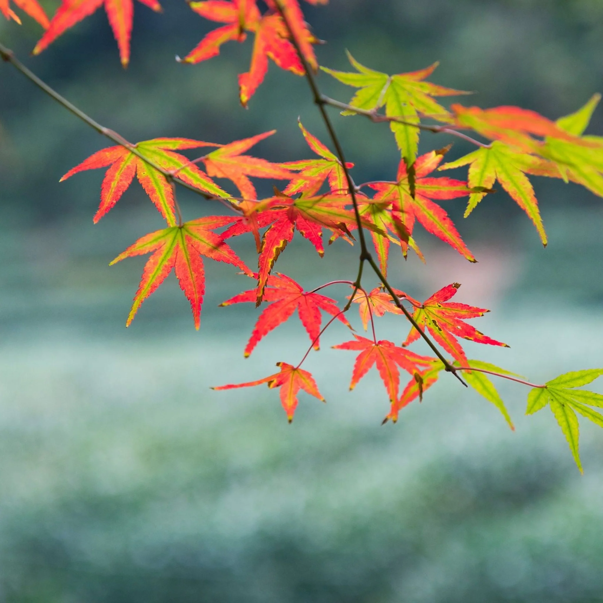 Acer palmatum 'Festival' 3L - Image 4