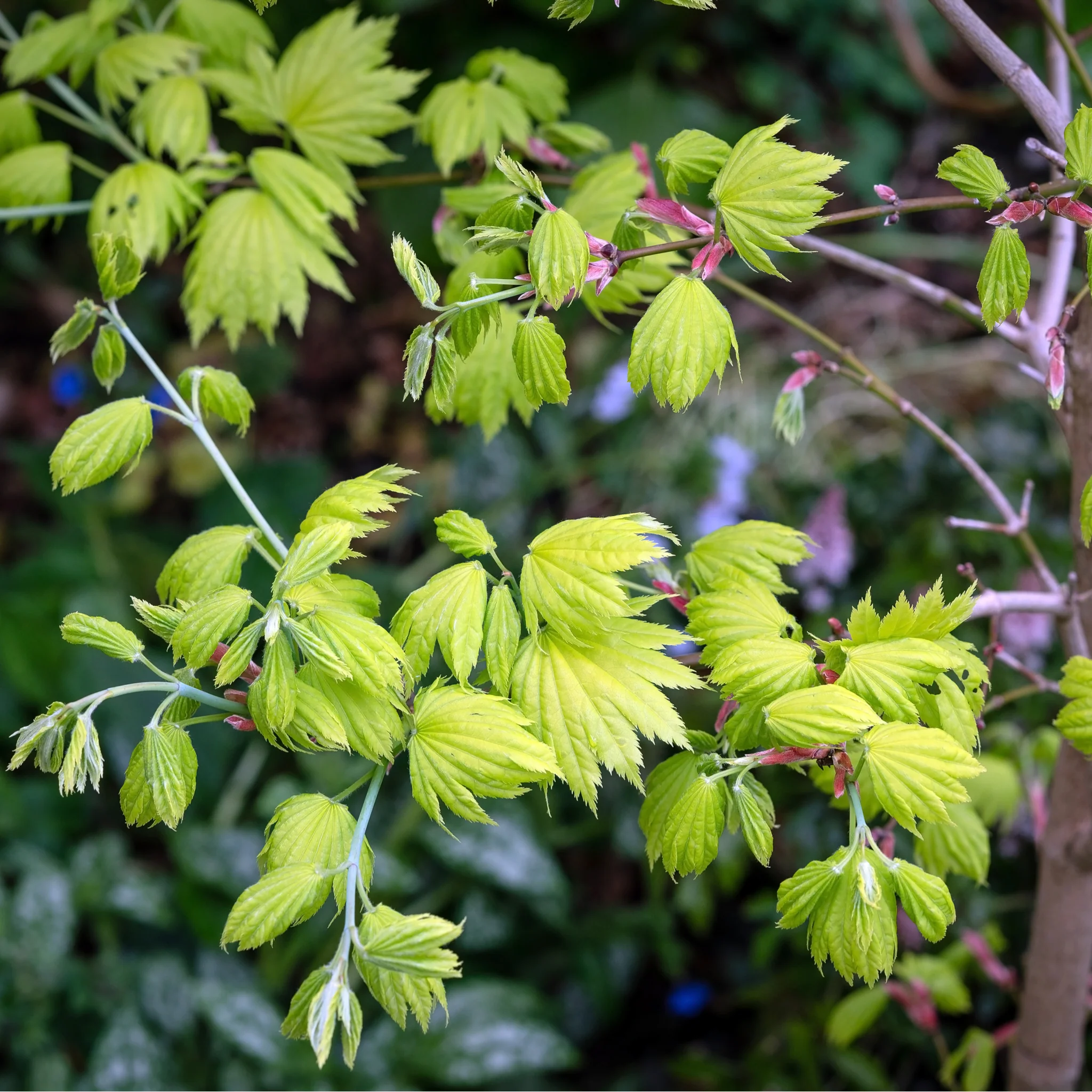 Acer shirasawanum 'Jordan'  3L (60cm) - Image 3