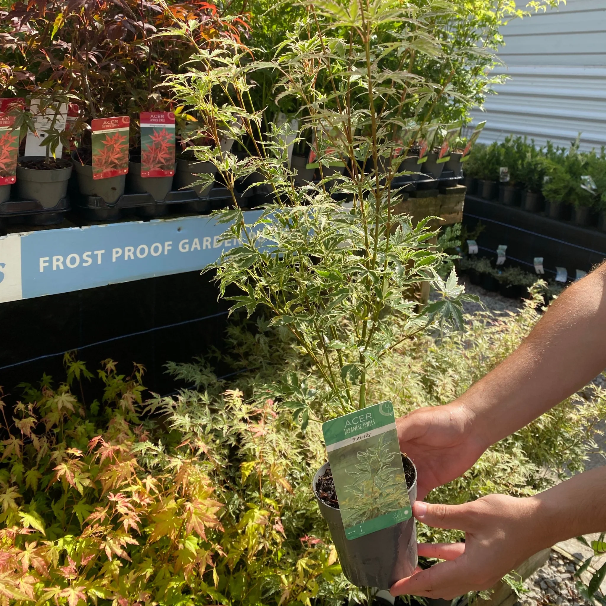 Acer palmatum 'Butterfly' 10.5cm / 2L / 3L - Image 4