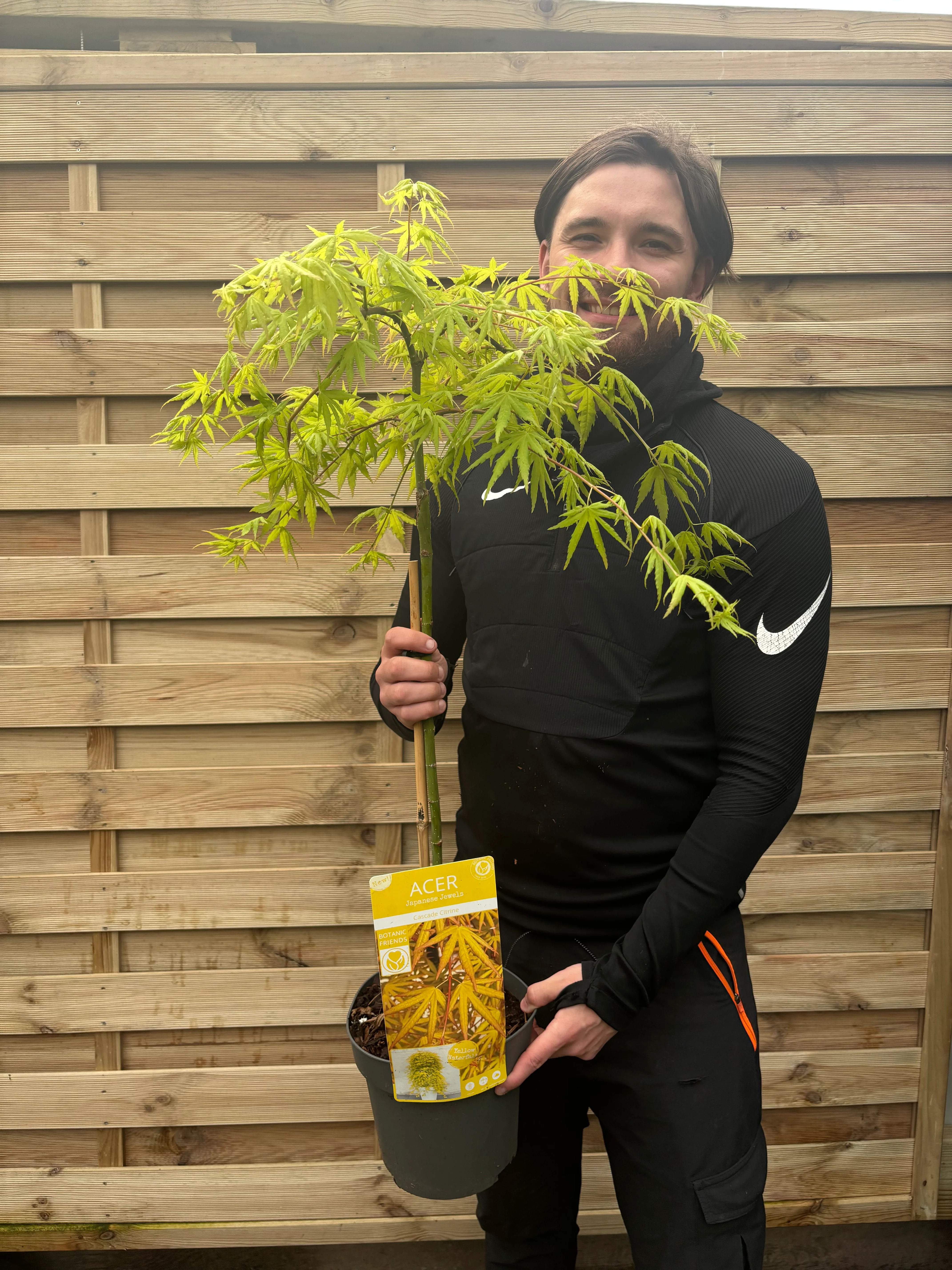 Acer palmatum 'Cascade Citrine' Standard (100cm) - Image 3