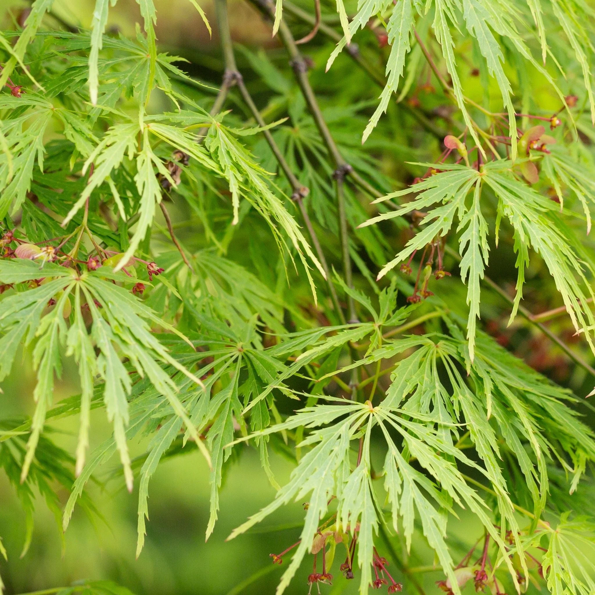 Acer palmatum Dissectum  65L 180cm - Image 3