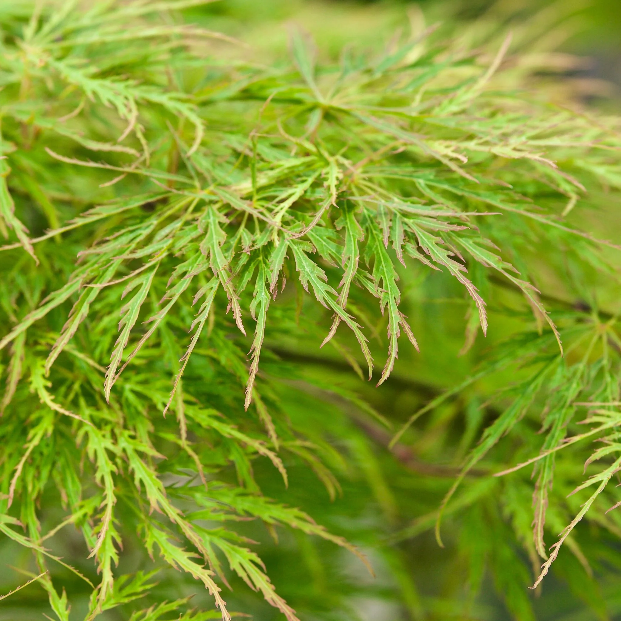 Acer palmatum Dissectum 3L / 10L / 130L - Image 4