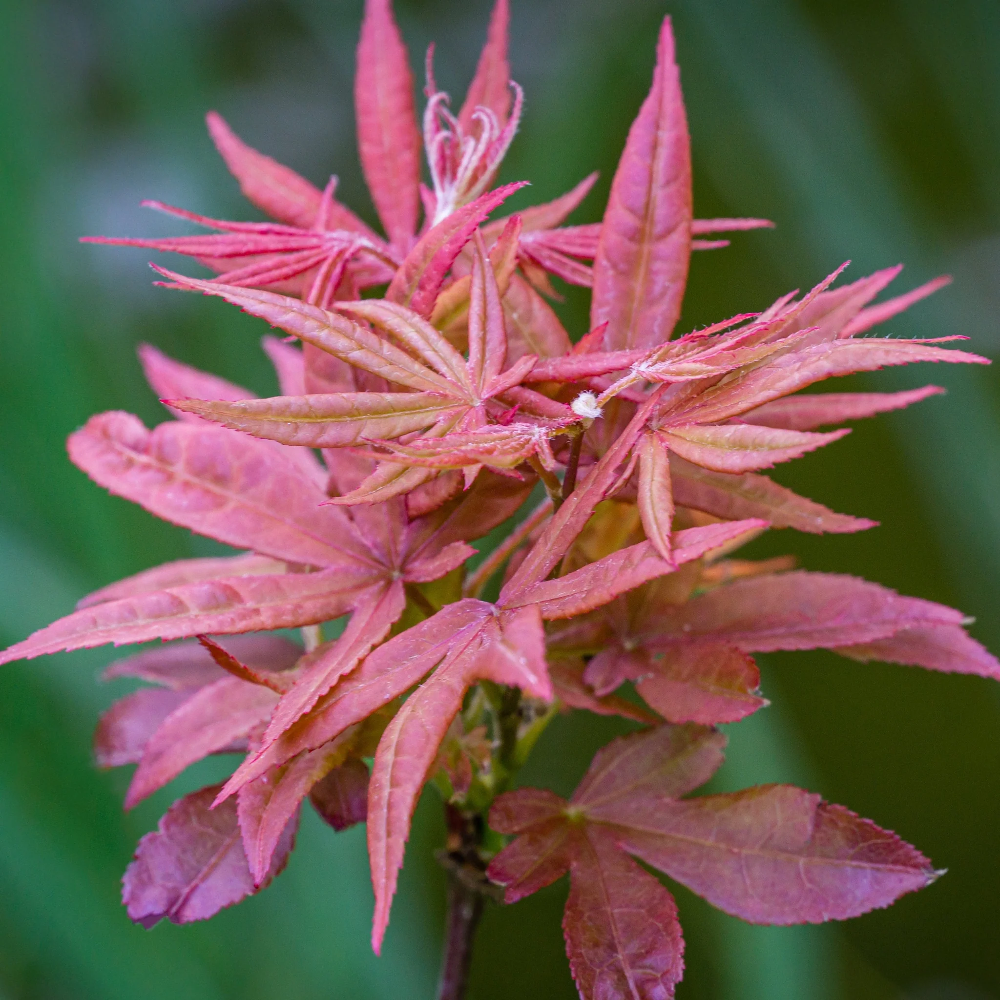 Acer palmatum 'Extravaganza' 3L - Image 3