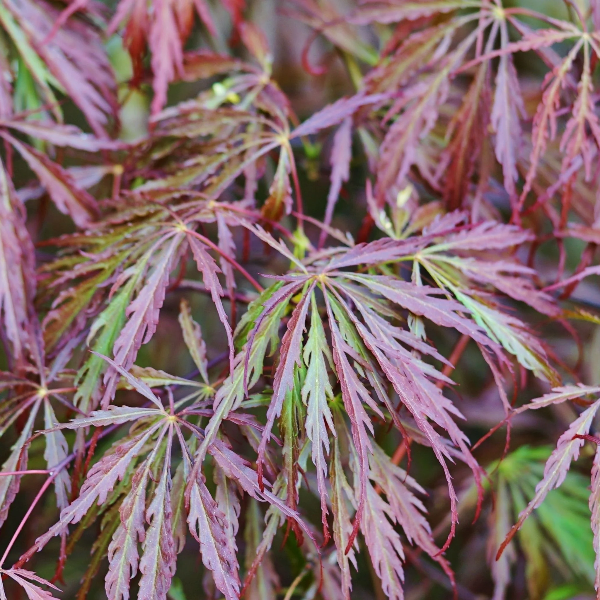 Acer palmatum Garnet 3L-235L - Image 3
