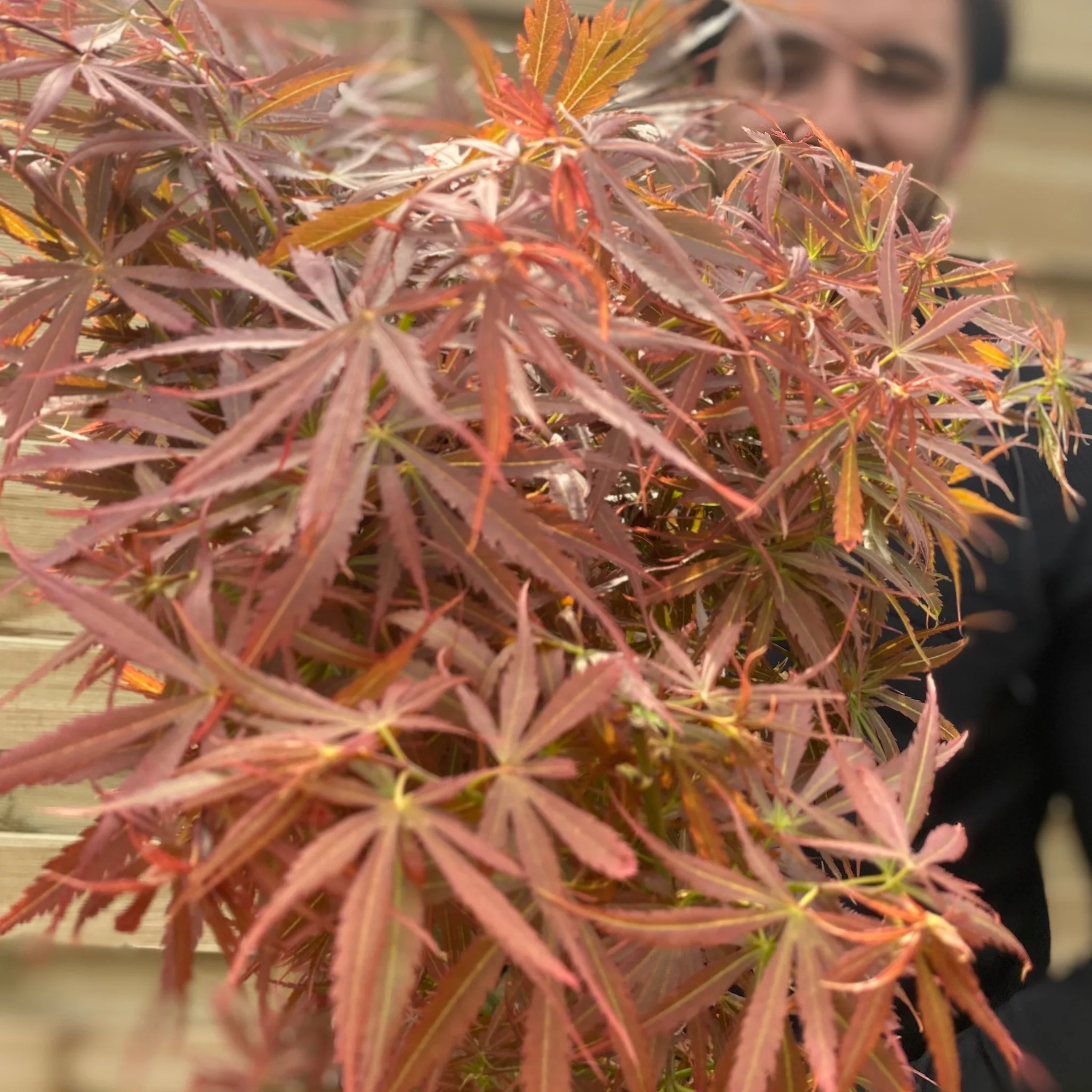 Acer palmatum Jerre Schwartz 3L / 35L - Image 2