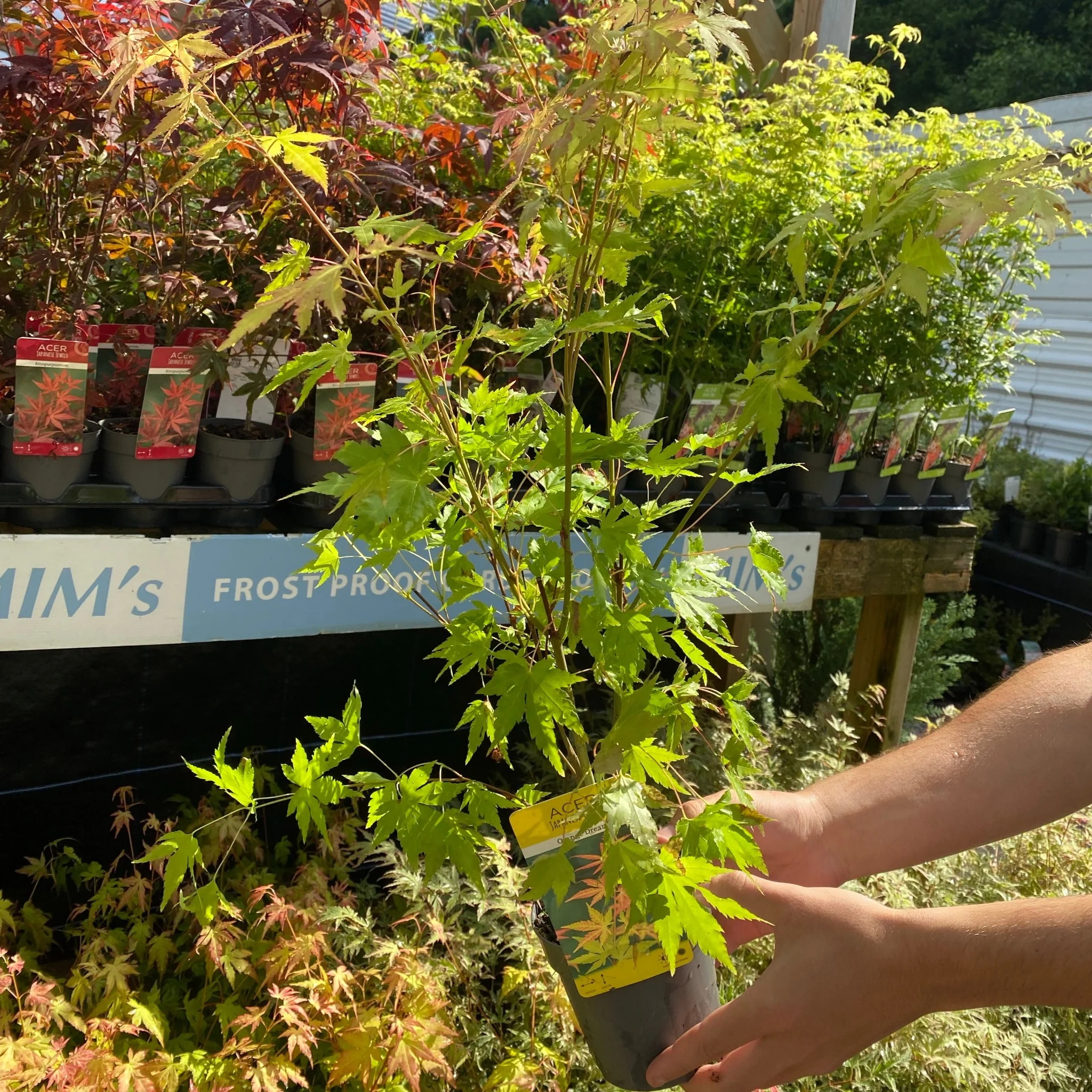 Acer palmatum 'Orange Dream' 10.5cm / 2L / 3L / 10L / 20L - Image 6