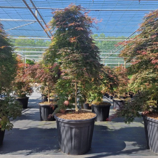 Acer palmatum 'Orangeola' 65L / 80L / 130L - Image 2