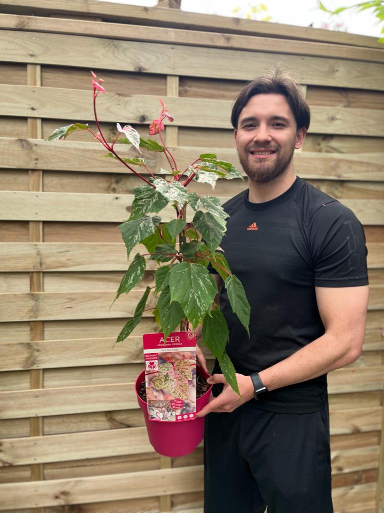 Acer conspicuum 'Red Flamingo' 3L - Image 2