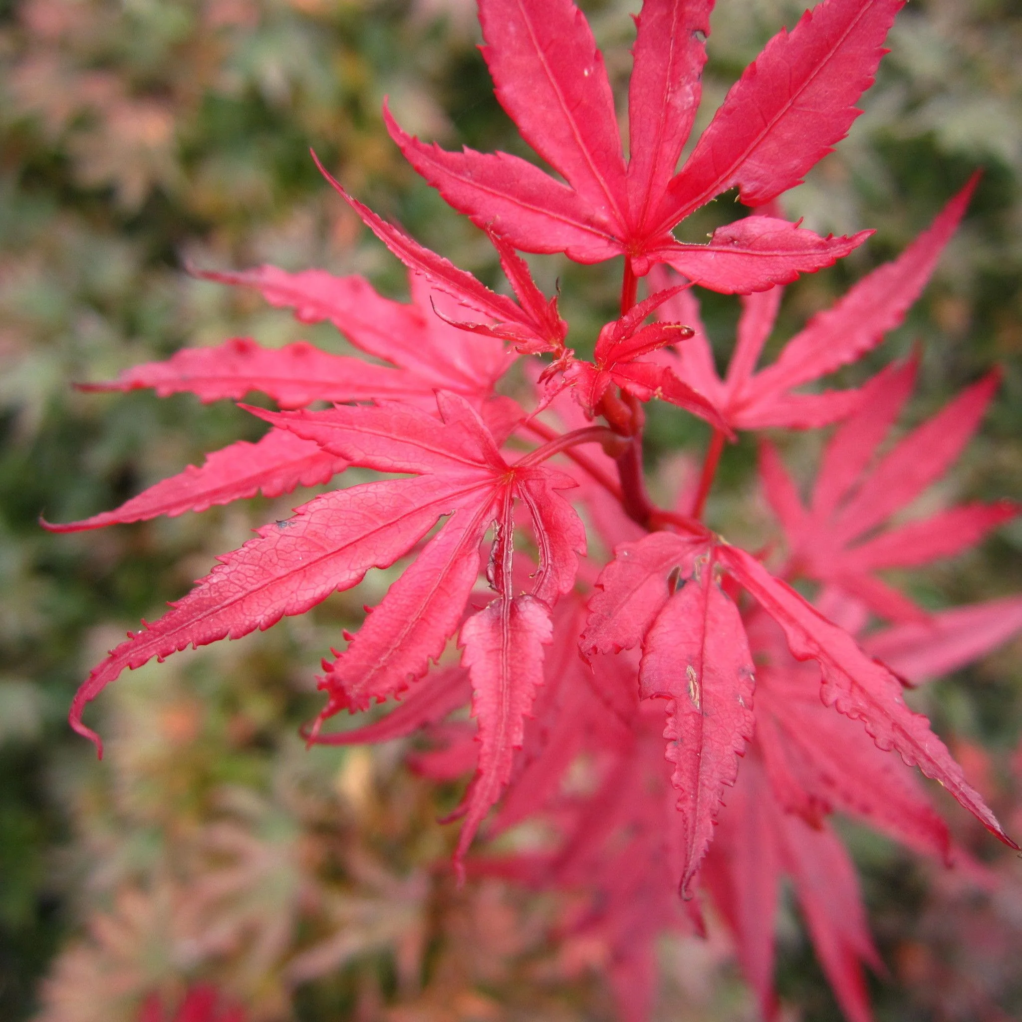 Acer palmatum Shaina 3L - Image 2