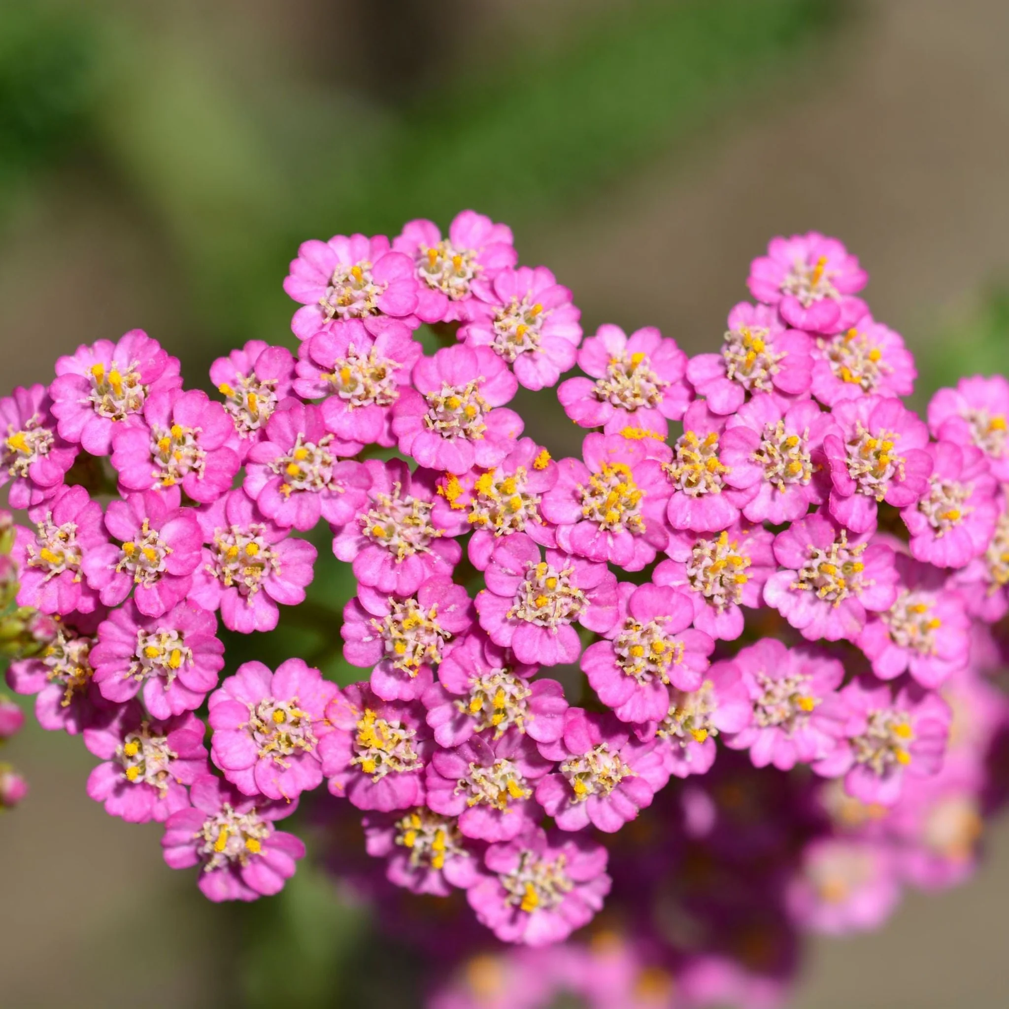 Achillea 'Summer Pastels' 9cm - Image 2