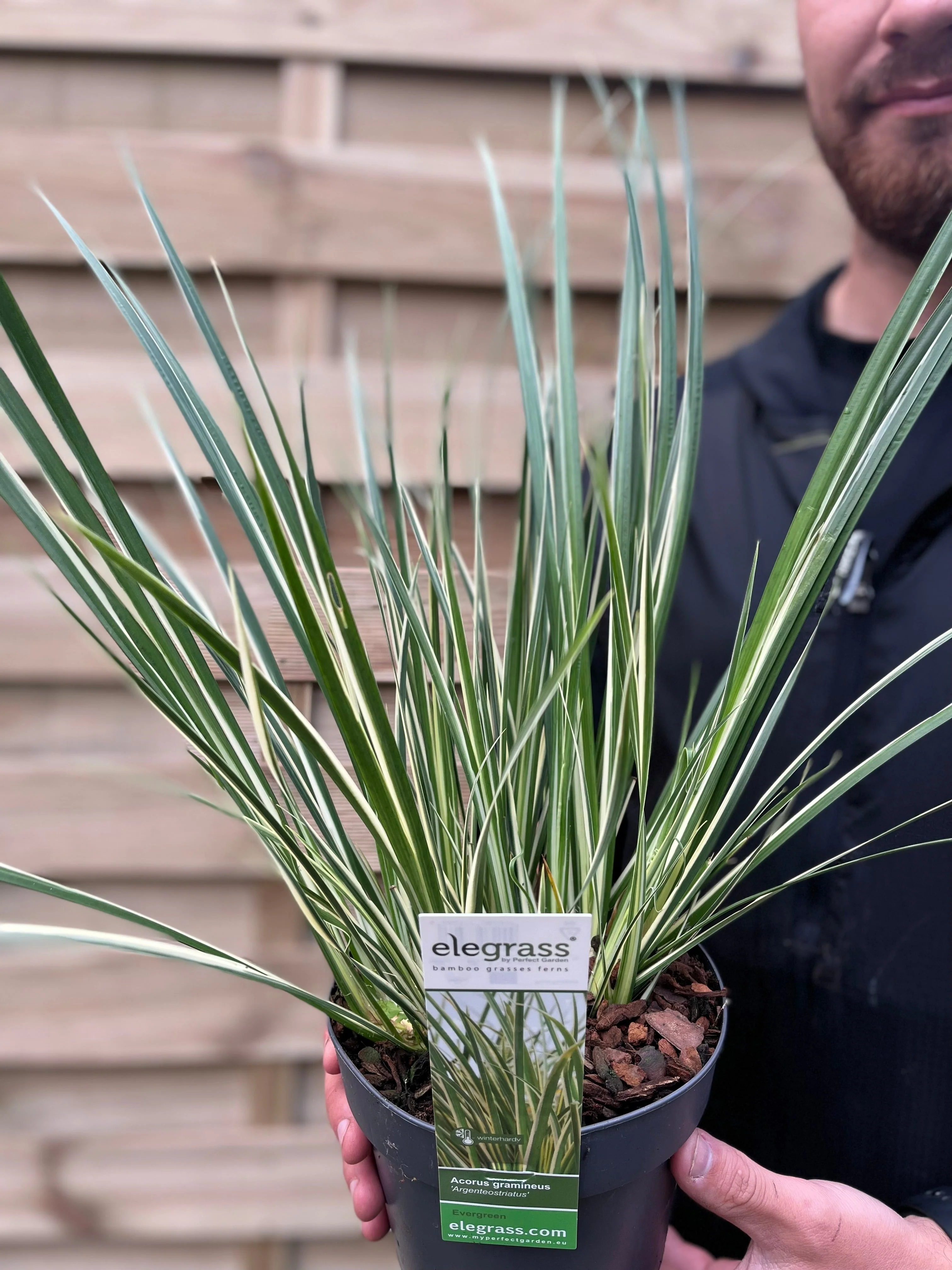 Acorus gramineus 'Argenteostriatus' 1.8L - Image 3