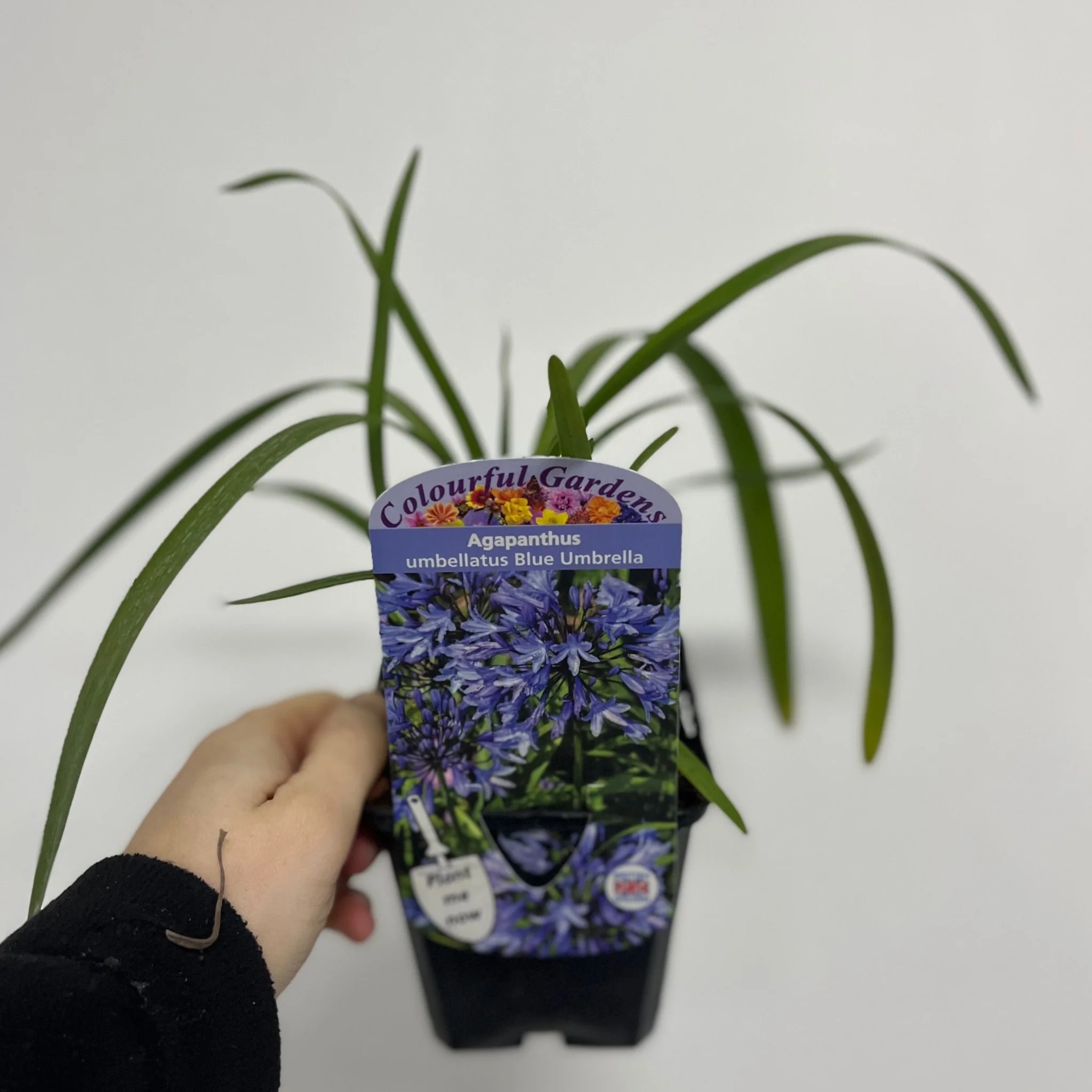 Agapanthus 'Blue Umbrella' 9cm / 2L - Image 3