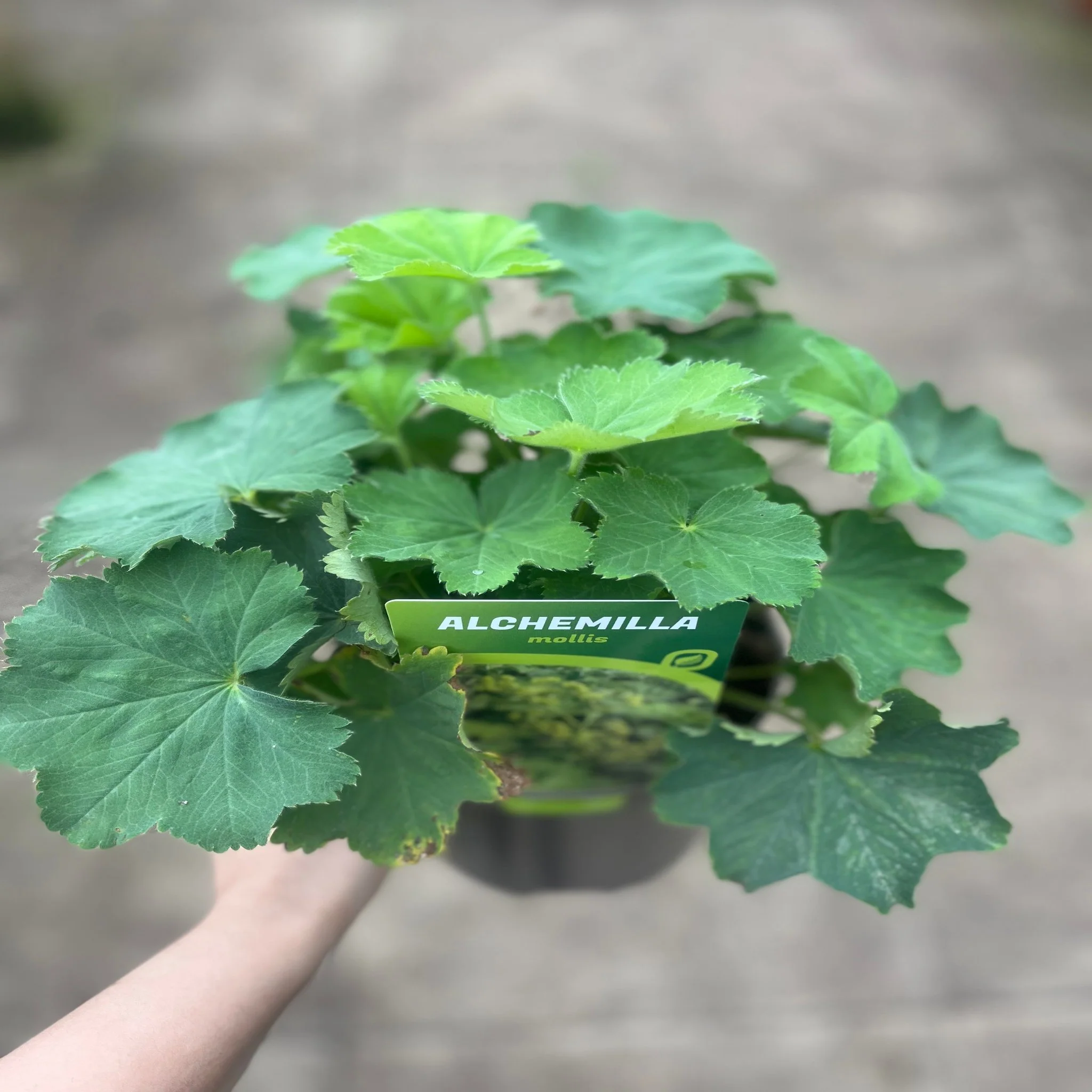 Alchemilla mollis 2L - Image 2