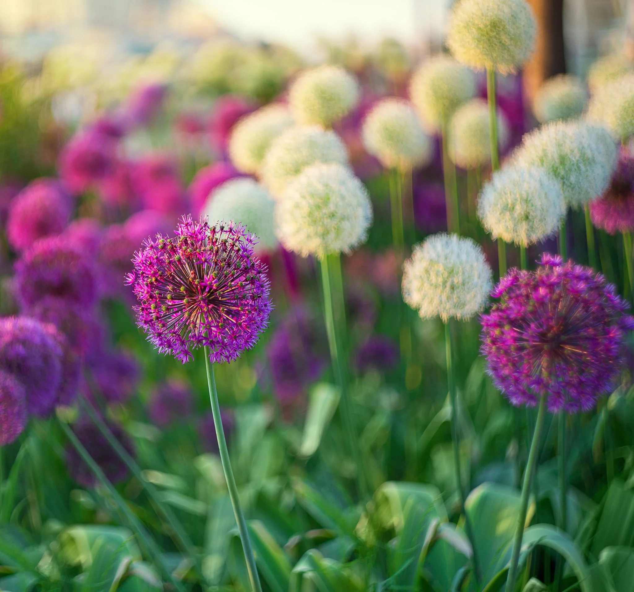 Allium Border Mixture (5 Bulbs) - Image 2