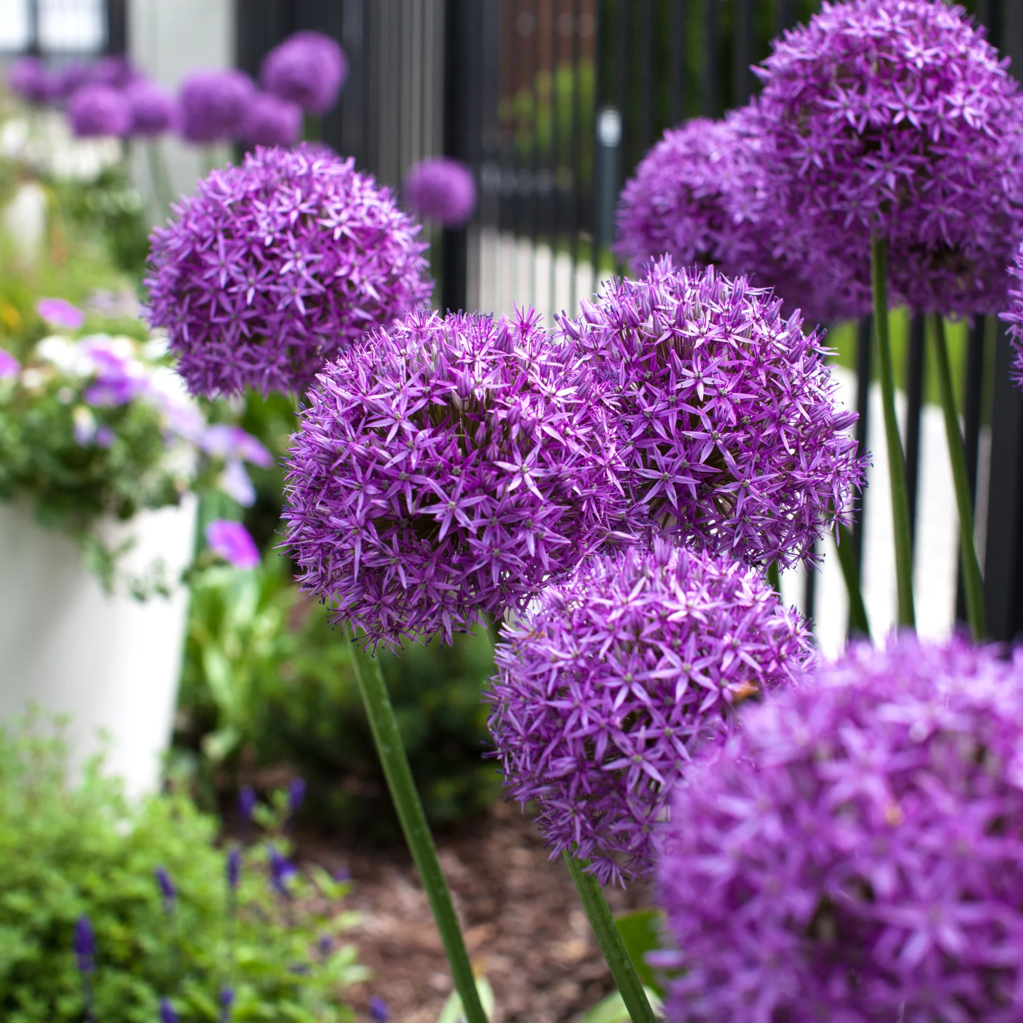 Allium 'Globemaster' 2L - Image 2