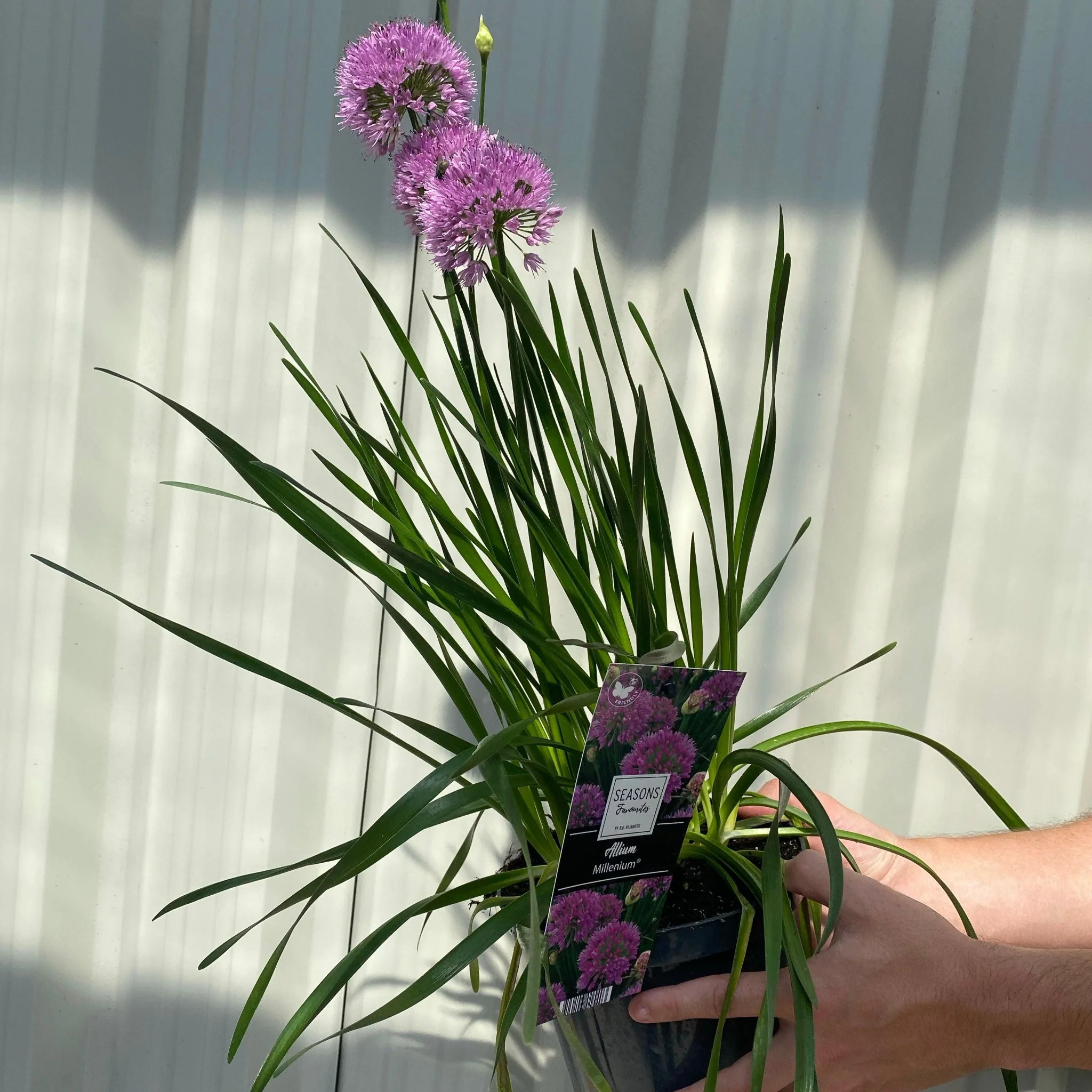 Allium 'Millenium' 2L - Image 3