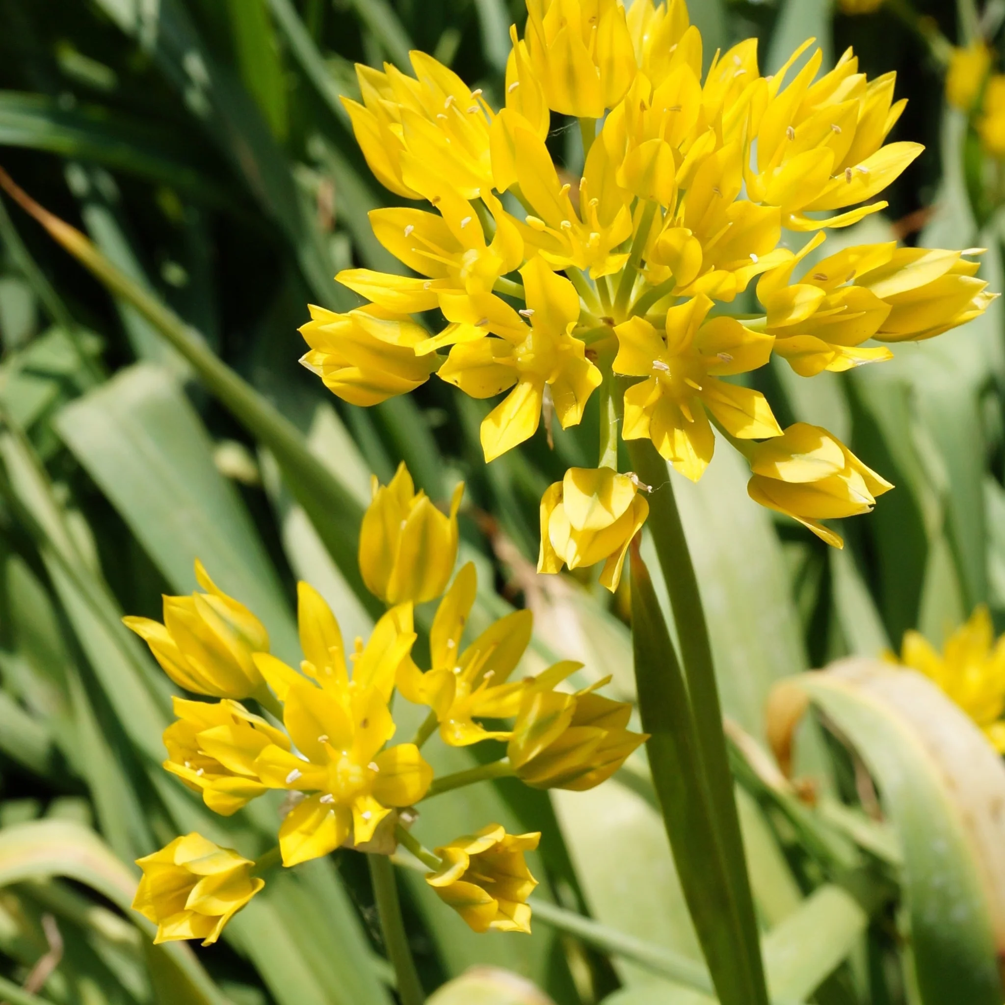 Allium Mixed Bulbs (25 Bulbs) - Image 4