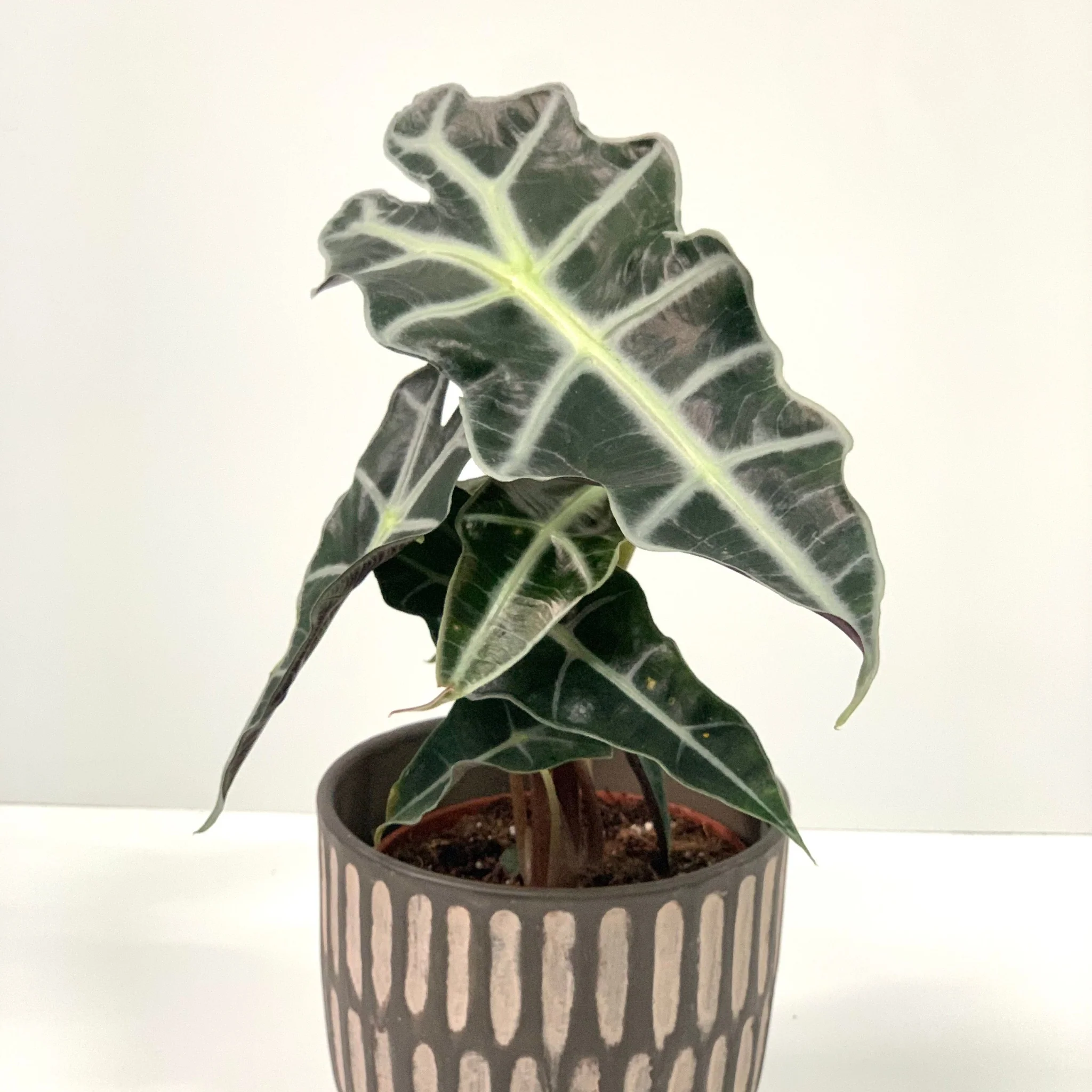Alocasia (Elephant's Ear) 35-40cm - Image 4