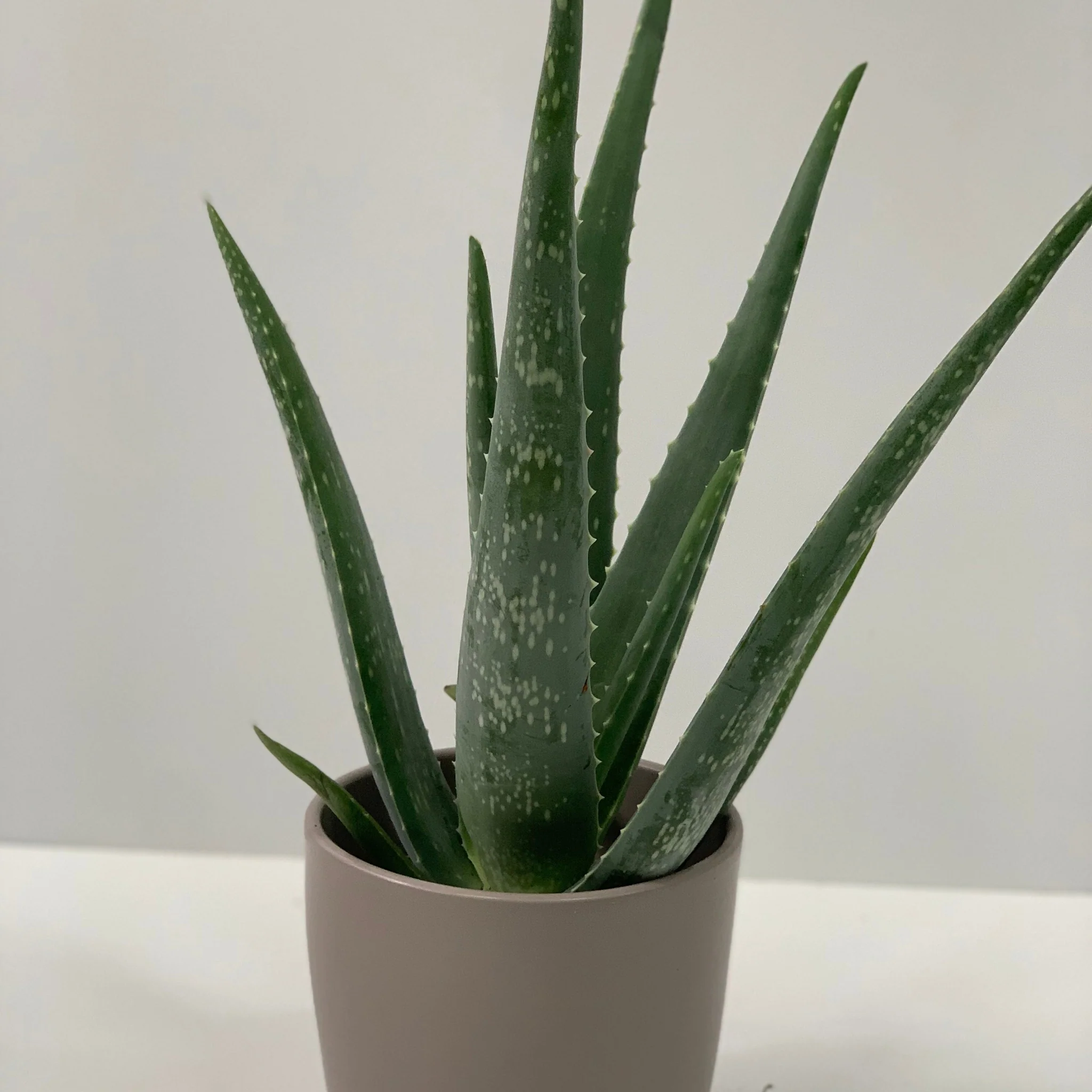 Aloe Vera - Image 11