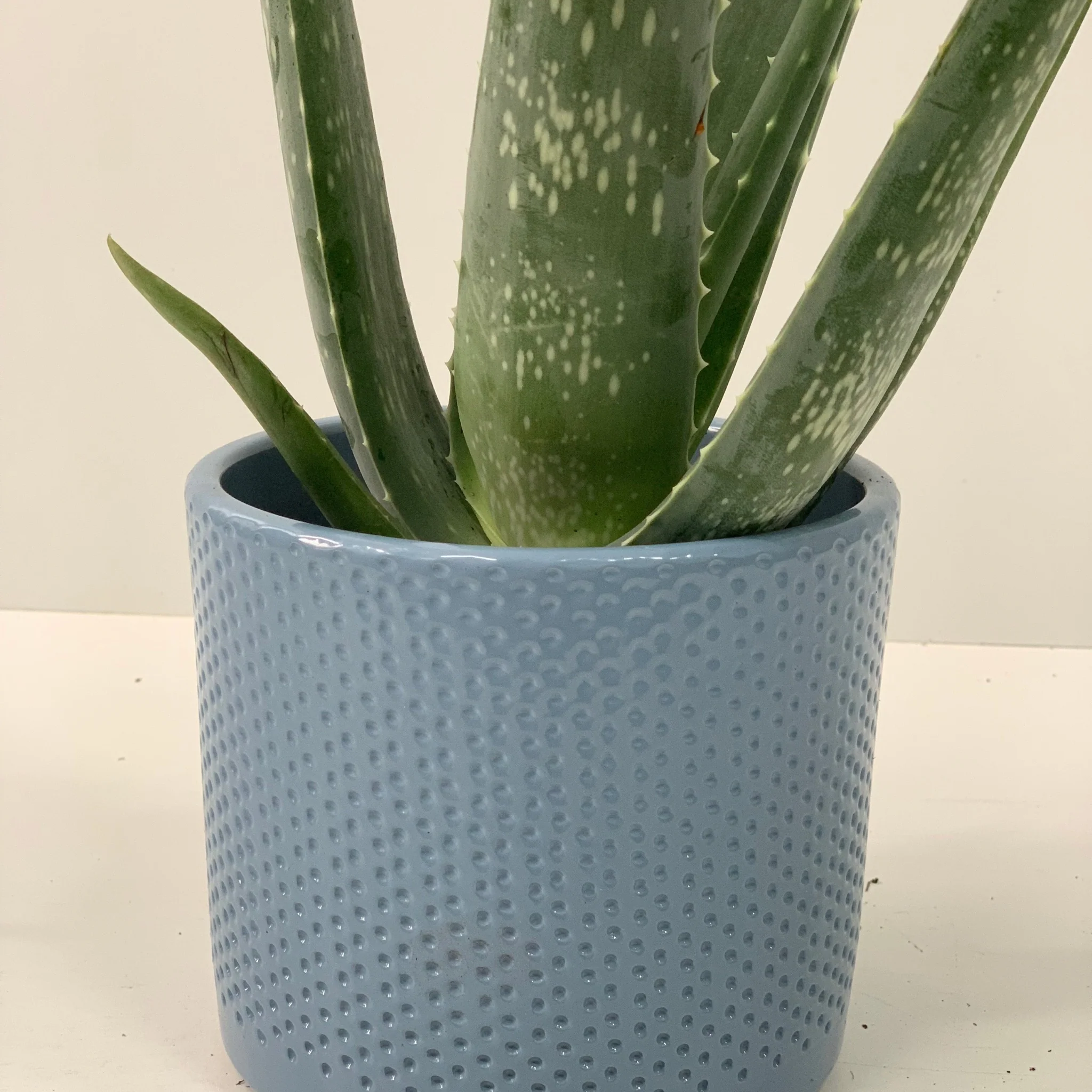 Aloe Vera - Image 4