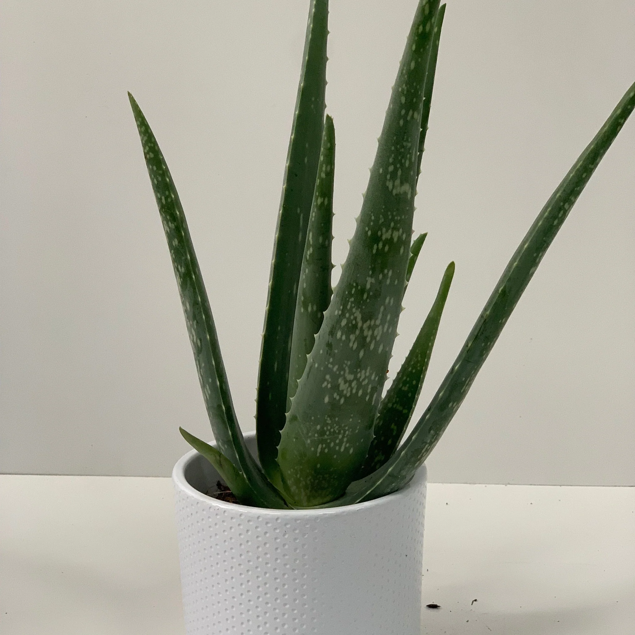 Aloe Vera - Image 6
