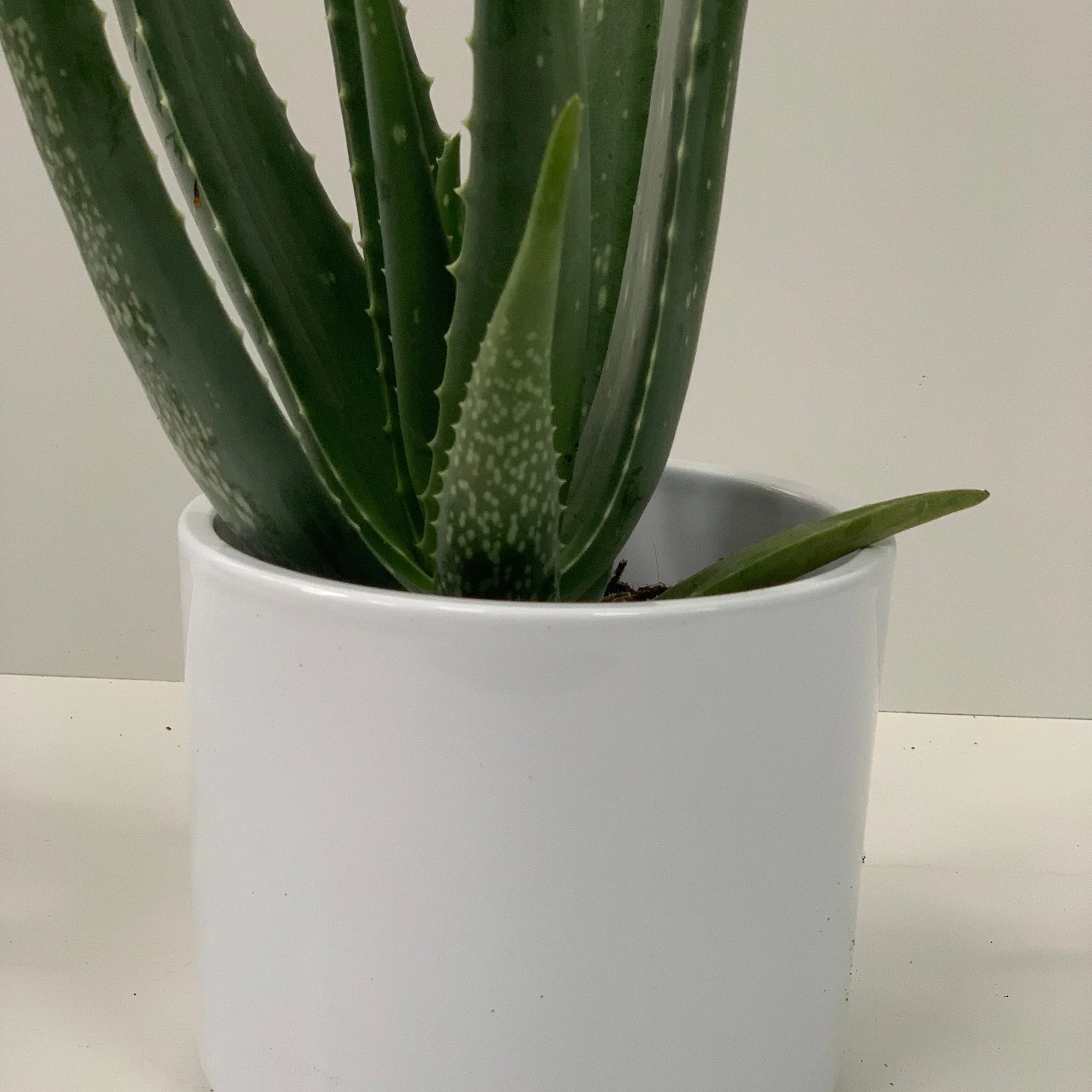 Aloe Vera - Image 7