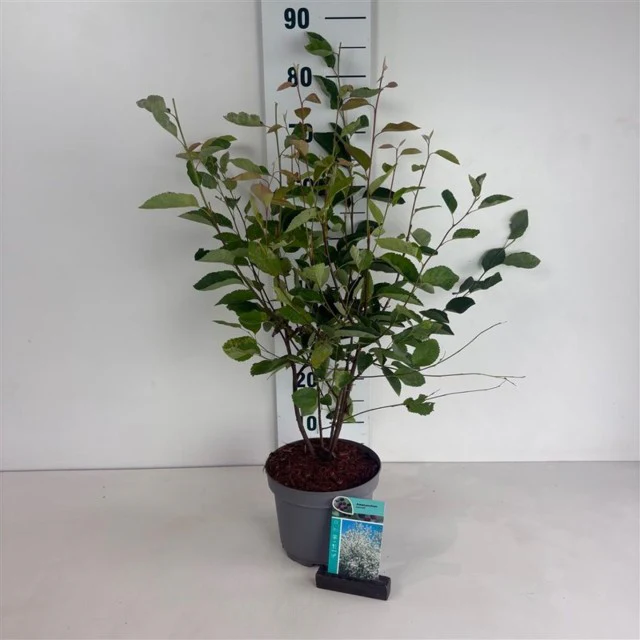Amelanchier lamarckii 3.5L / 7.5L - Image 6