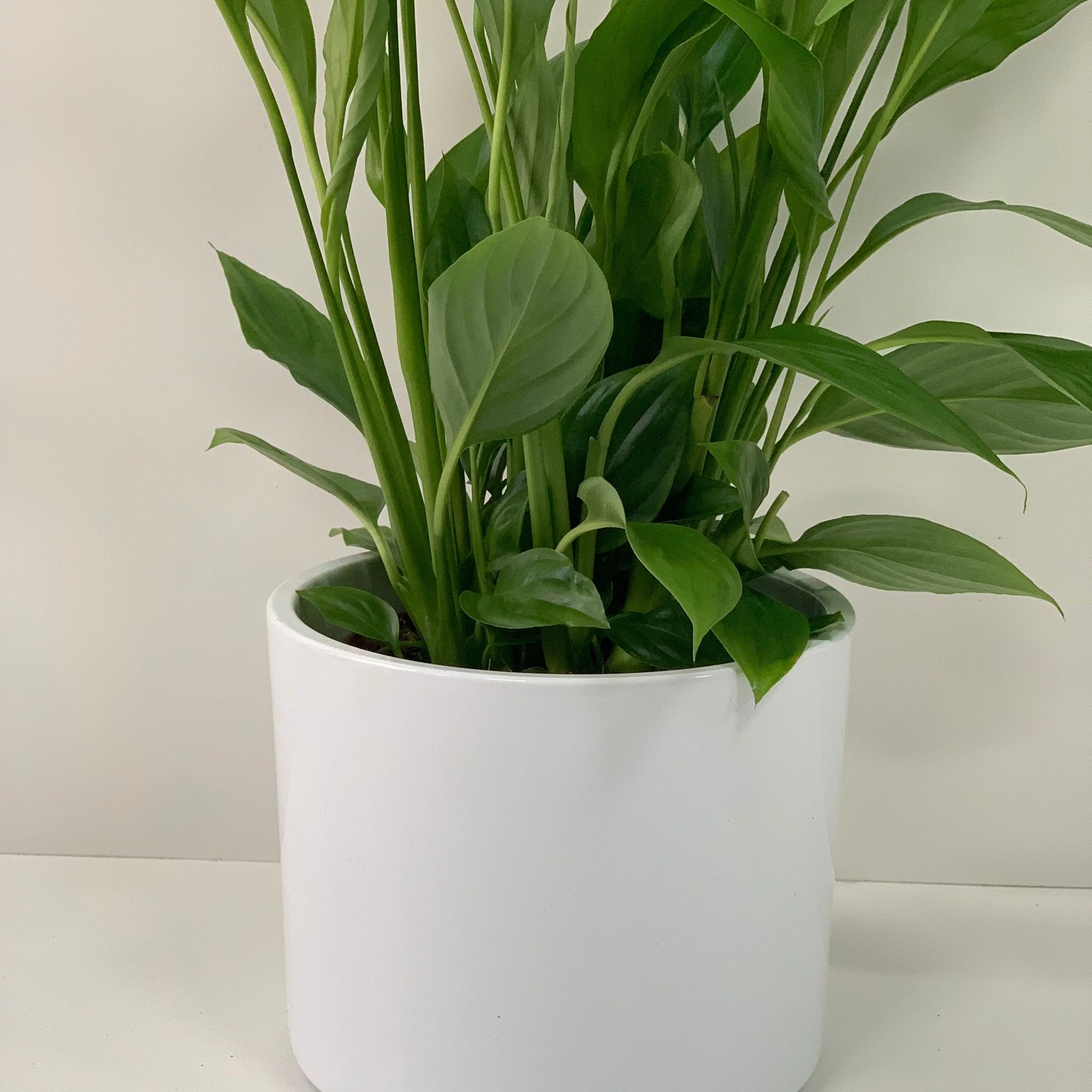 Anthurium - Candy Floss Pink - Image 11