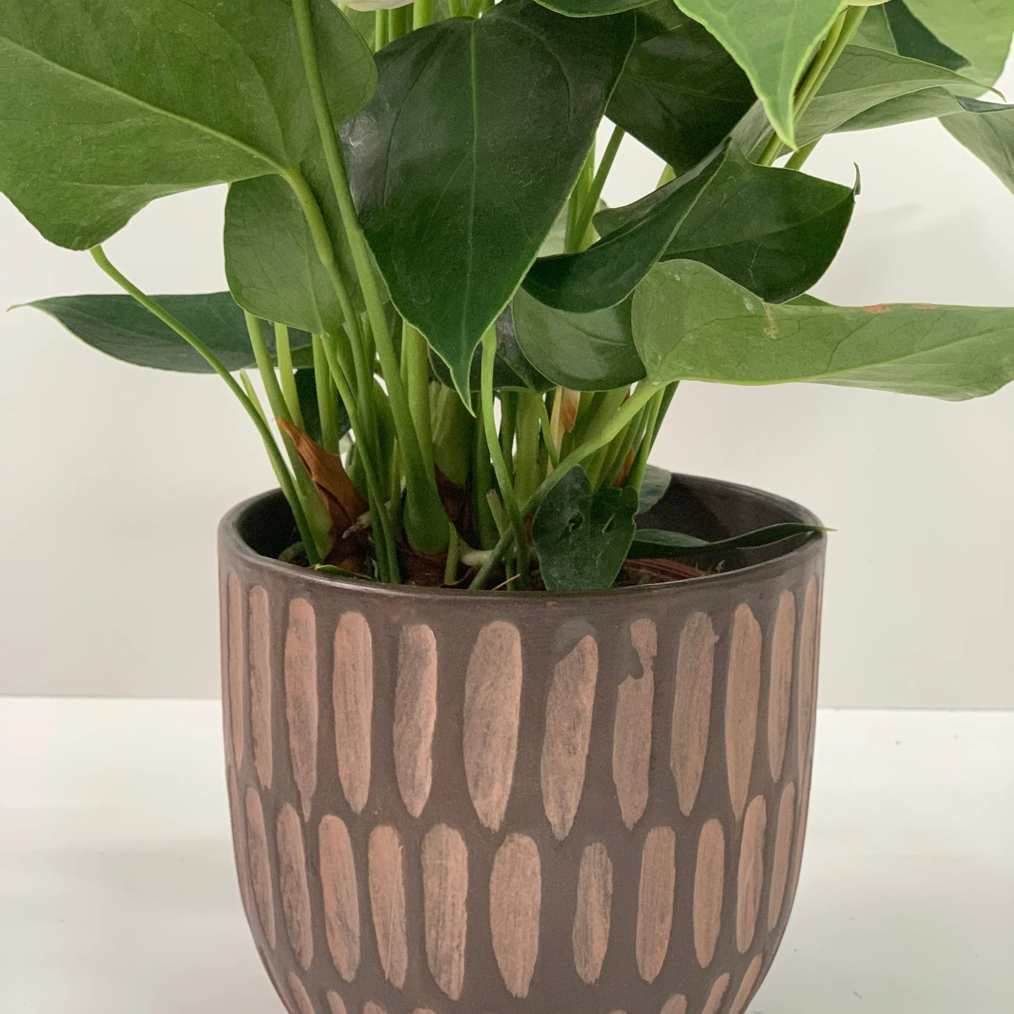 Anthurium - Candy Floss Pink - Image 12