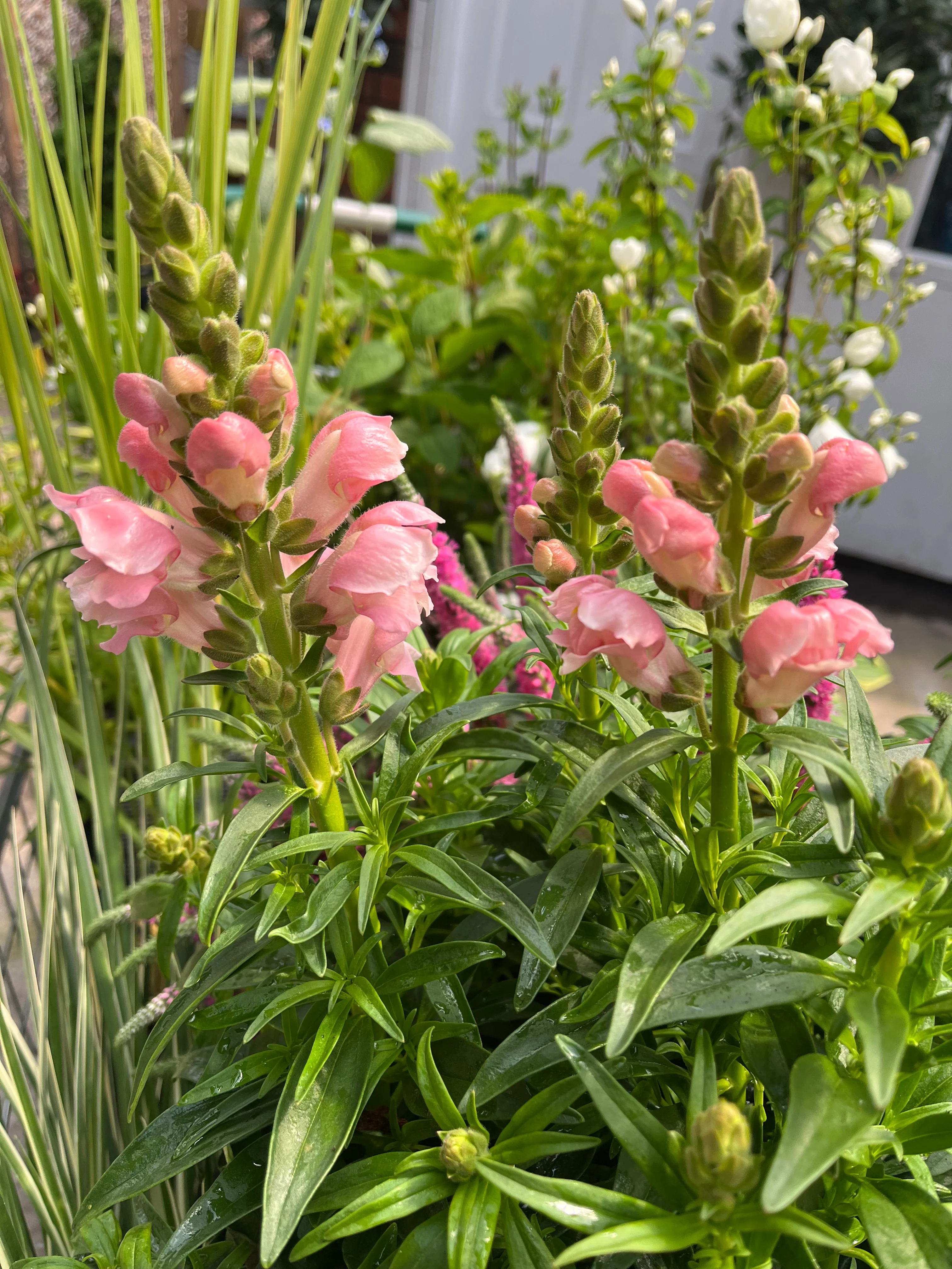 Antirrhinum (Snapdragon) Pink 3L - Image 2